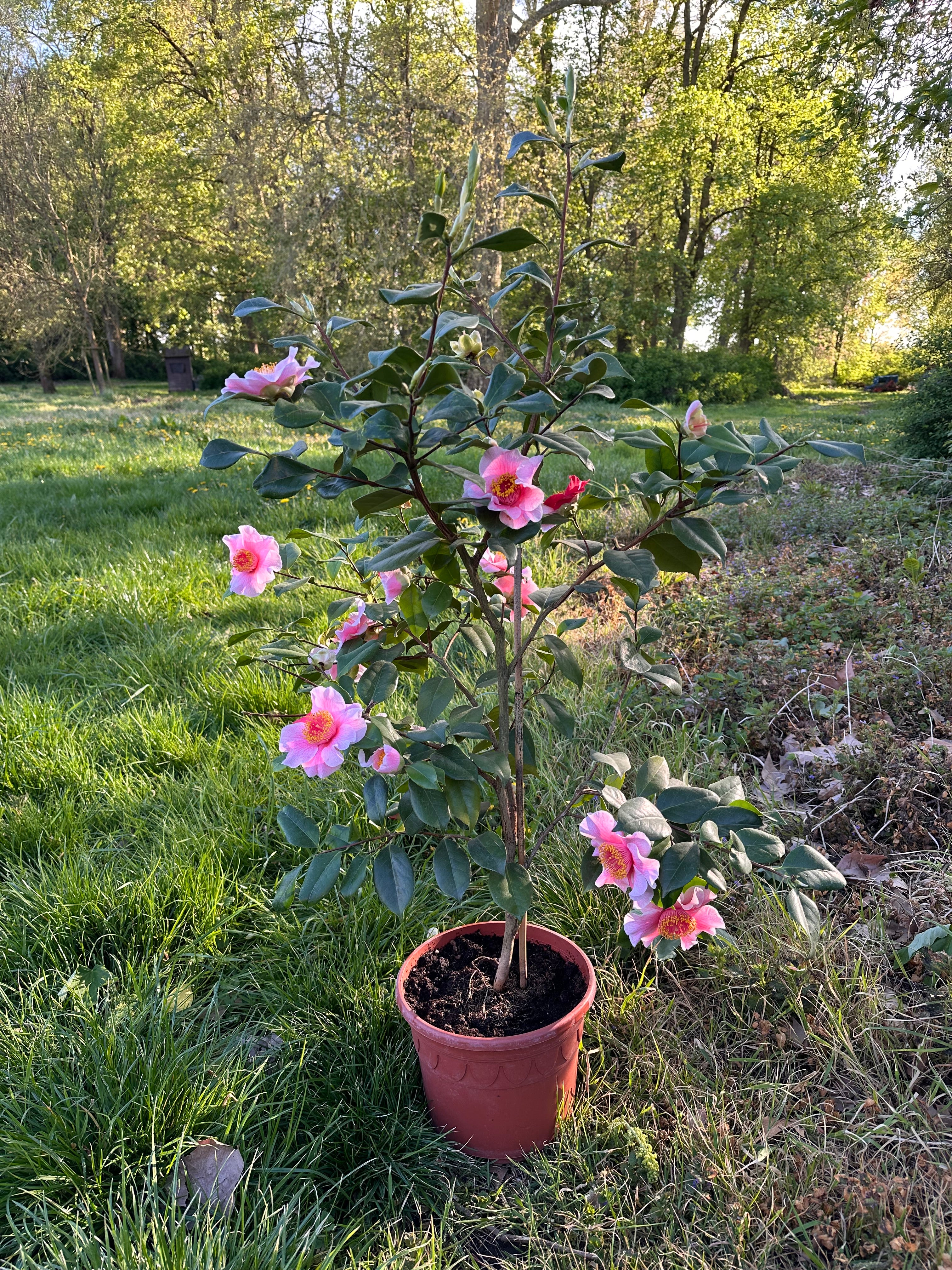 Camellia Higo Mikuni-no-homare
