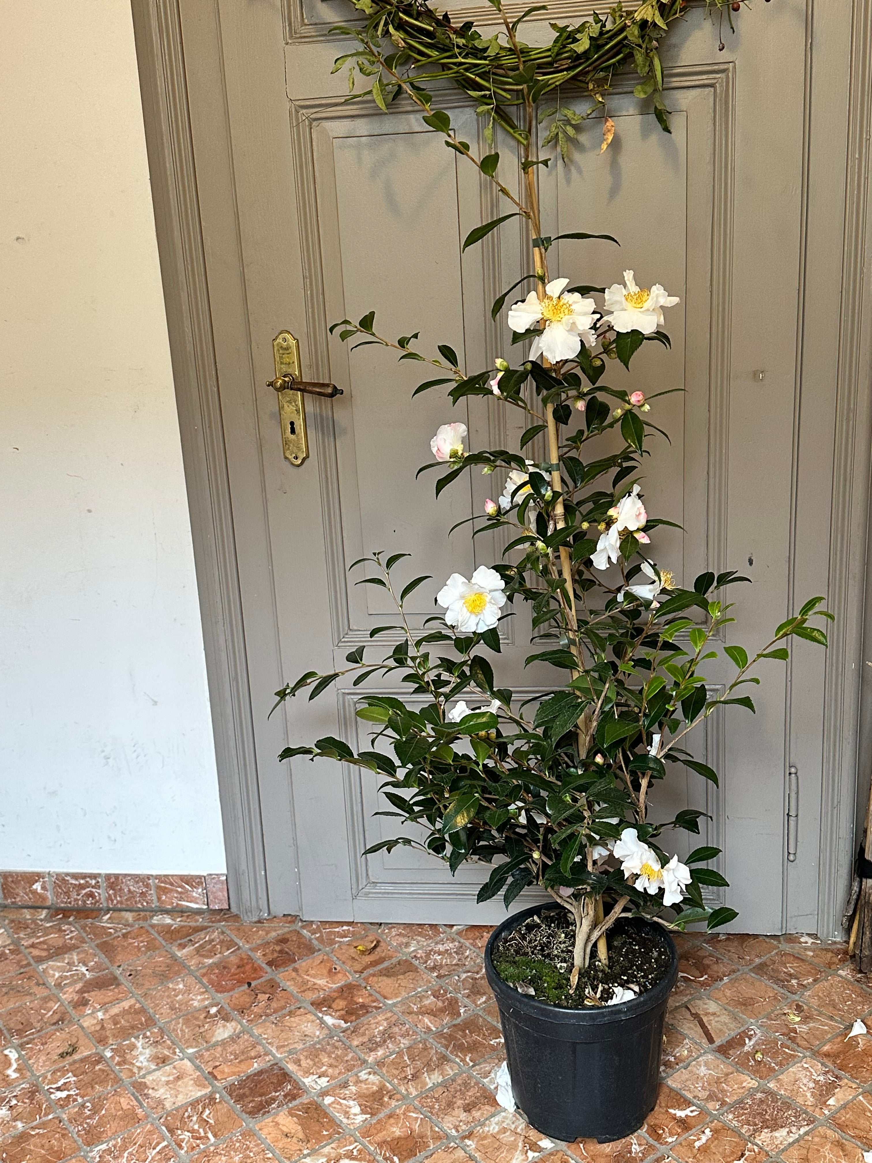 Camellia Hinode-gumo