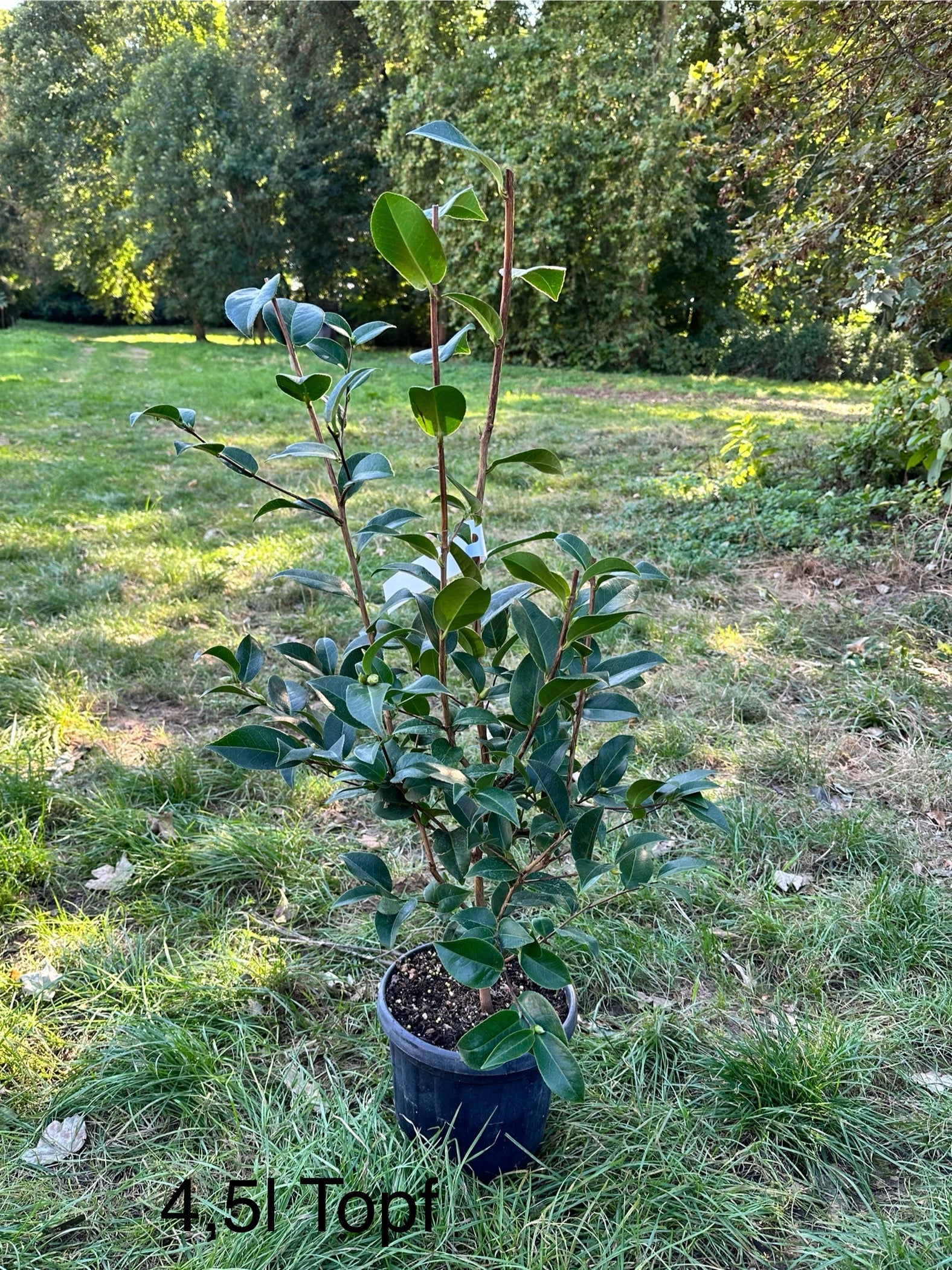 Camellia Debbie