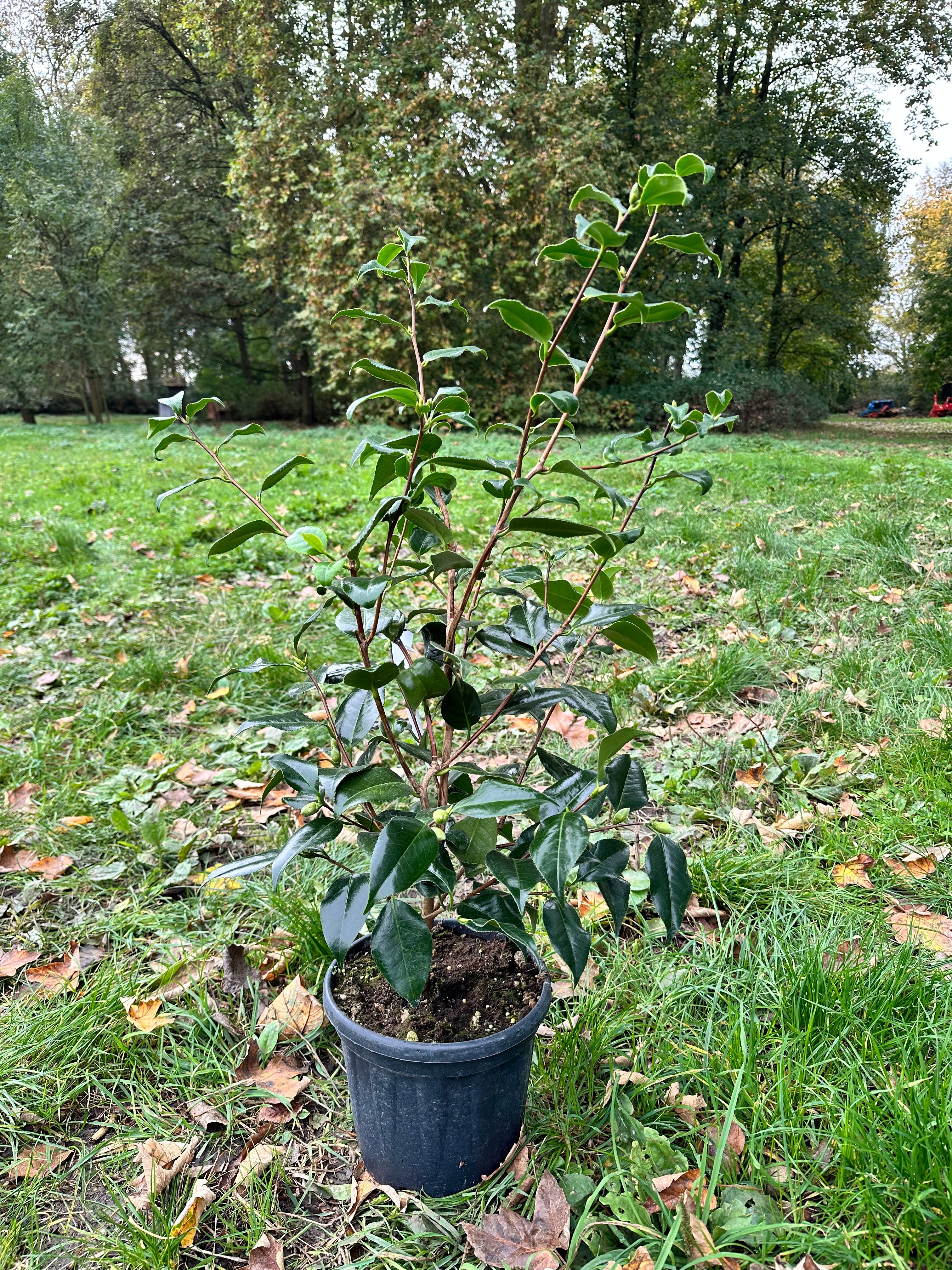 Camellia Hagoromo