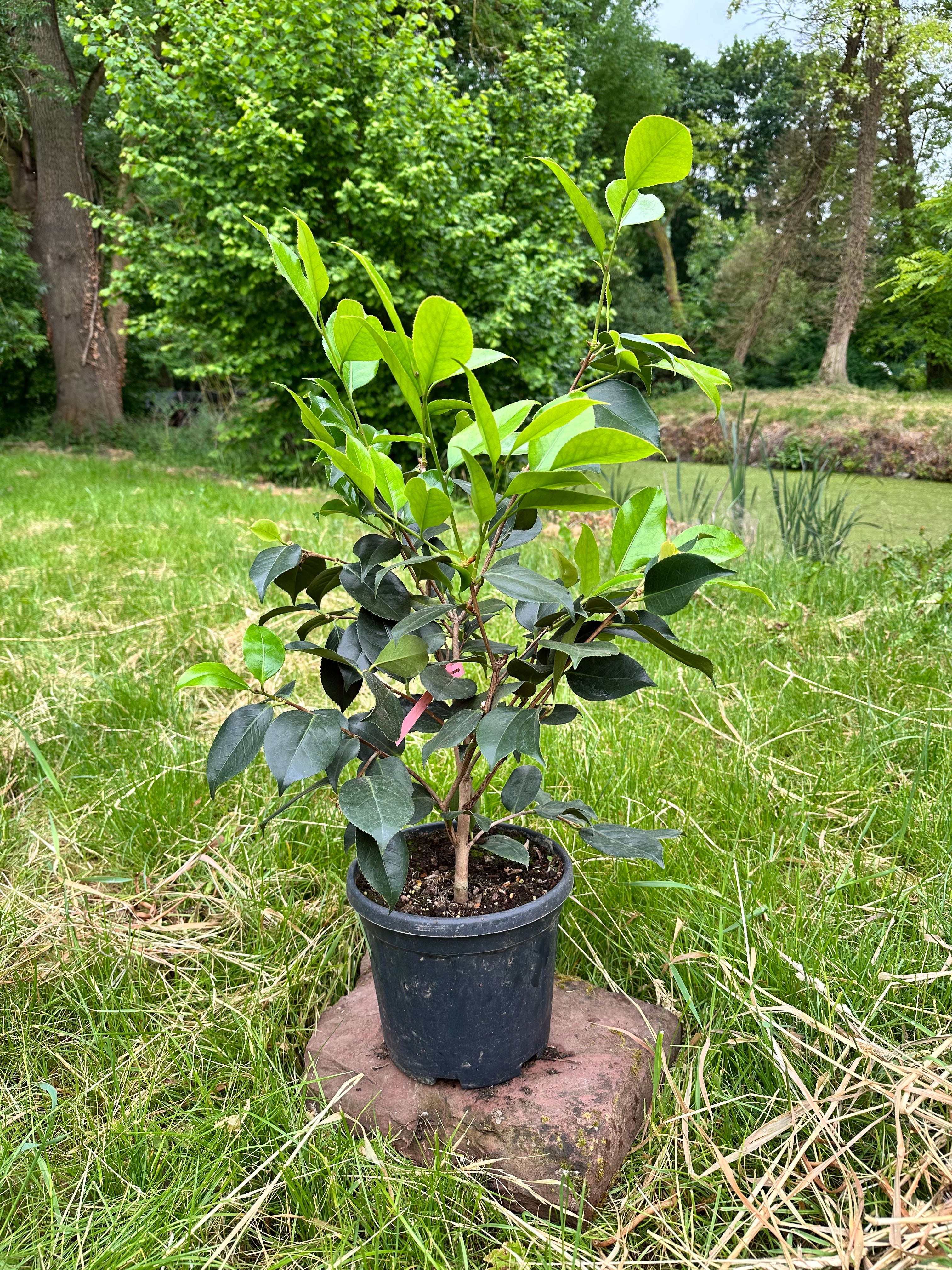 Camellia RL Wheeler