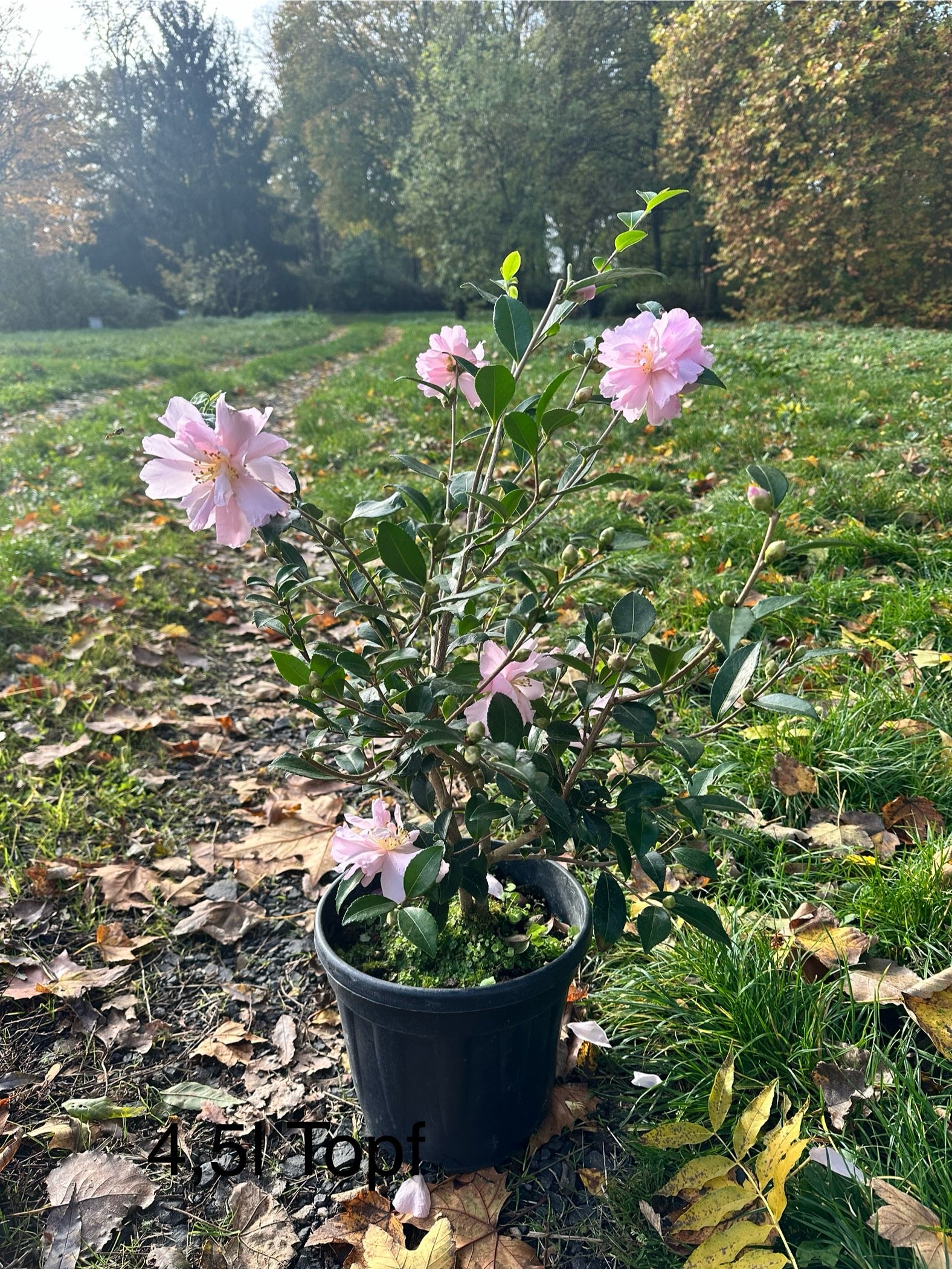 Camellia Agnes O'Solomon