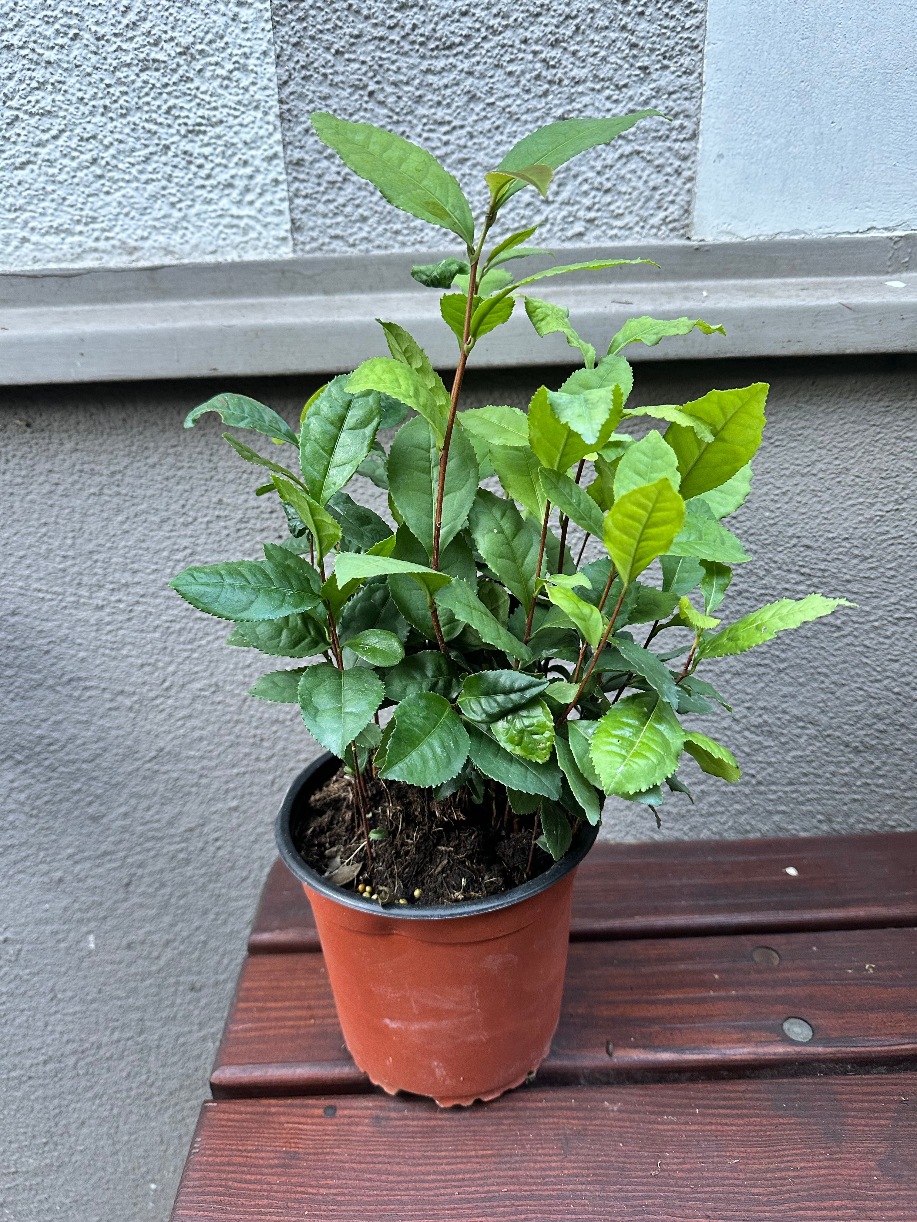 Camellia sinensis, the tea plant