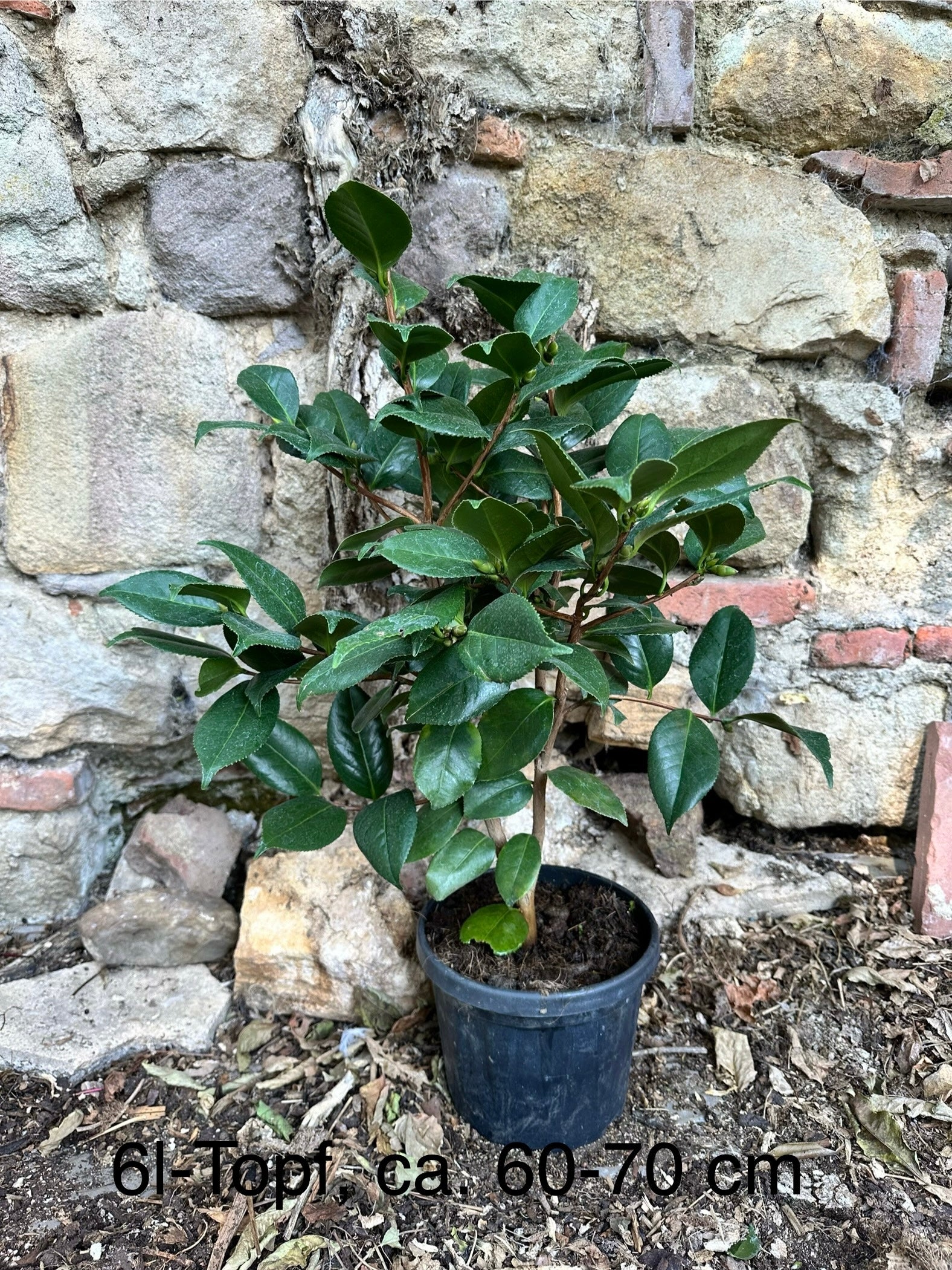Camellia Nuccio's Bella Rossa