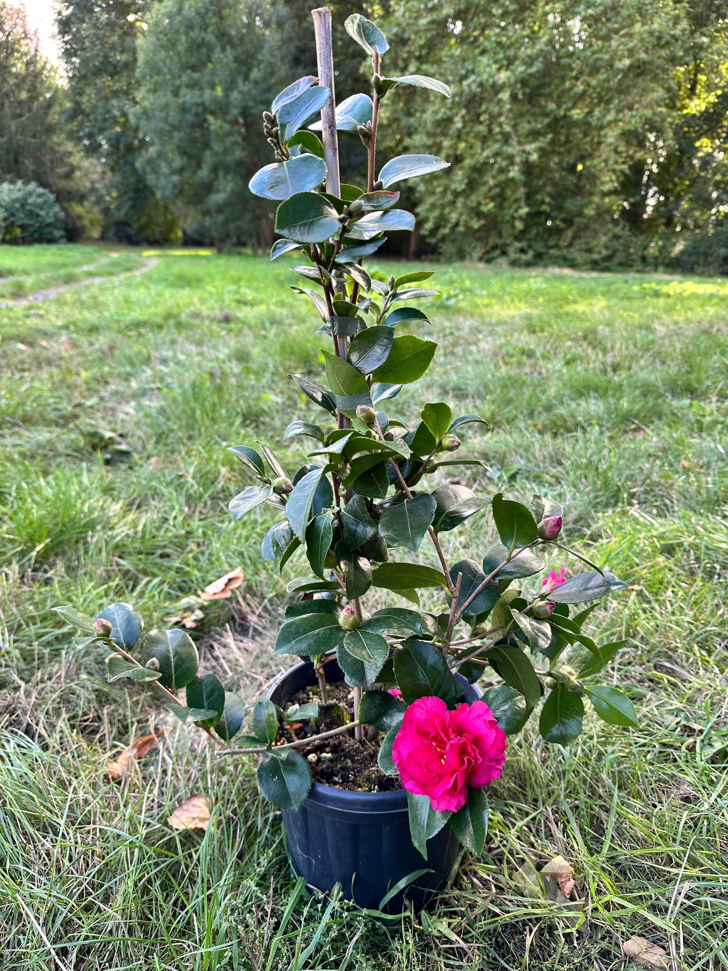 Camellia Bonanza