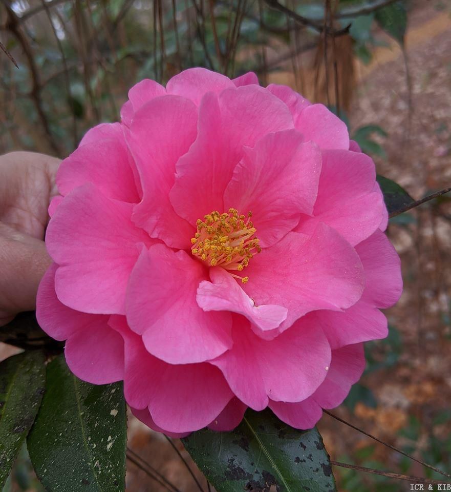 Camellia Valley Knudsen