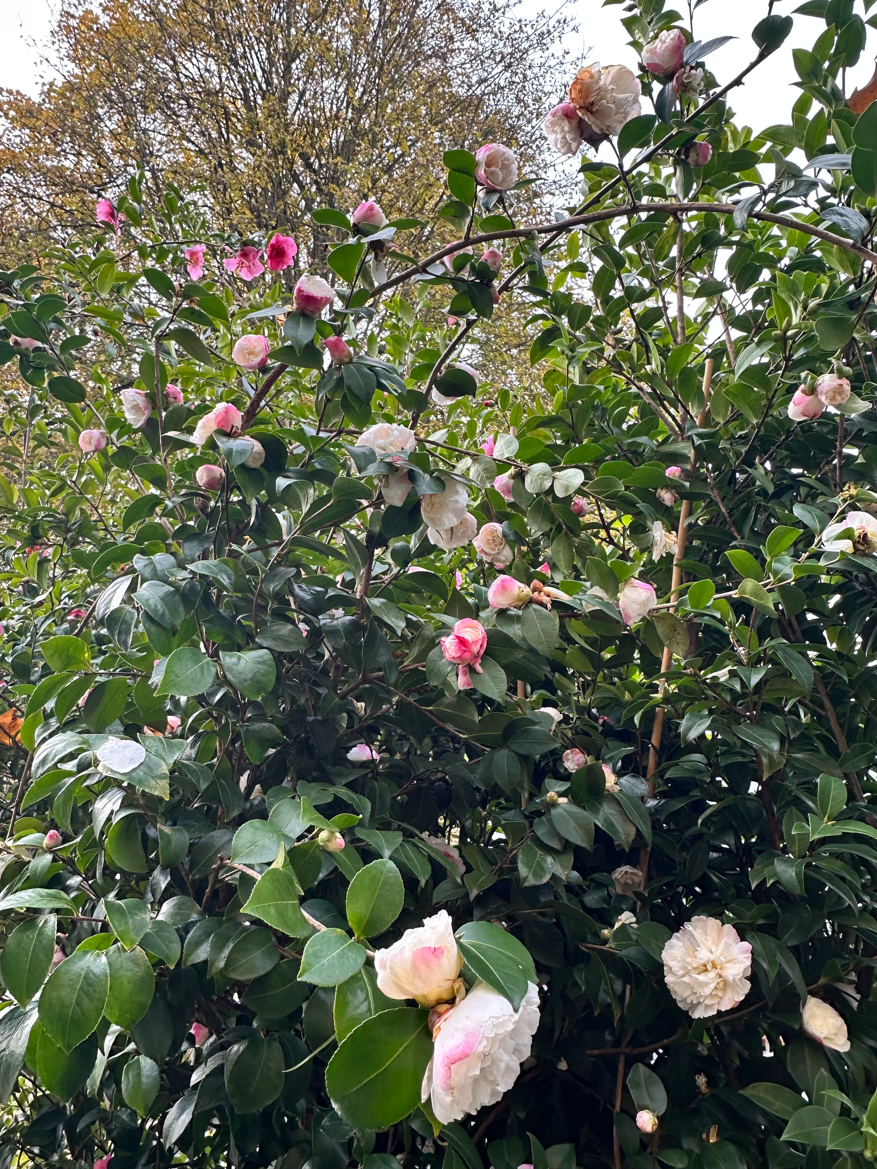 Camellia Beatrice Emily