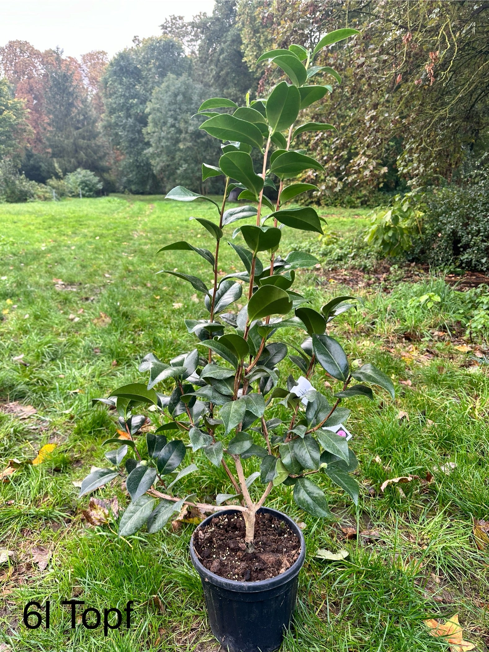 Camellia Nuccio's cameo