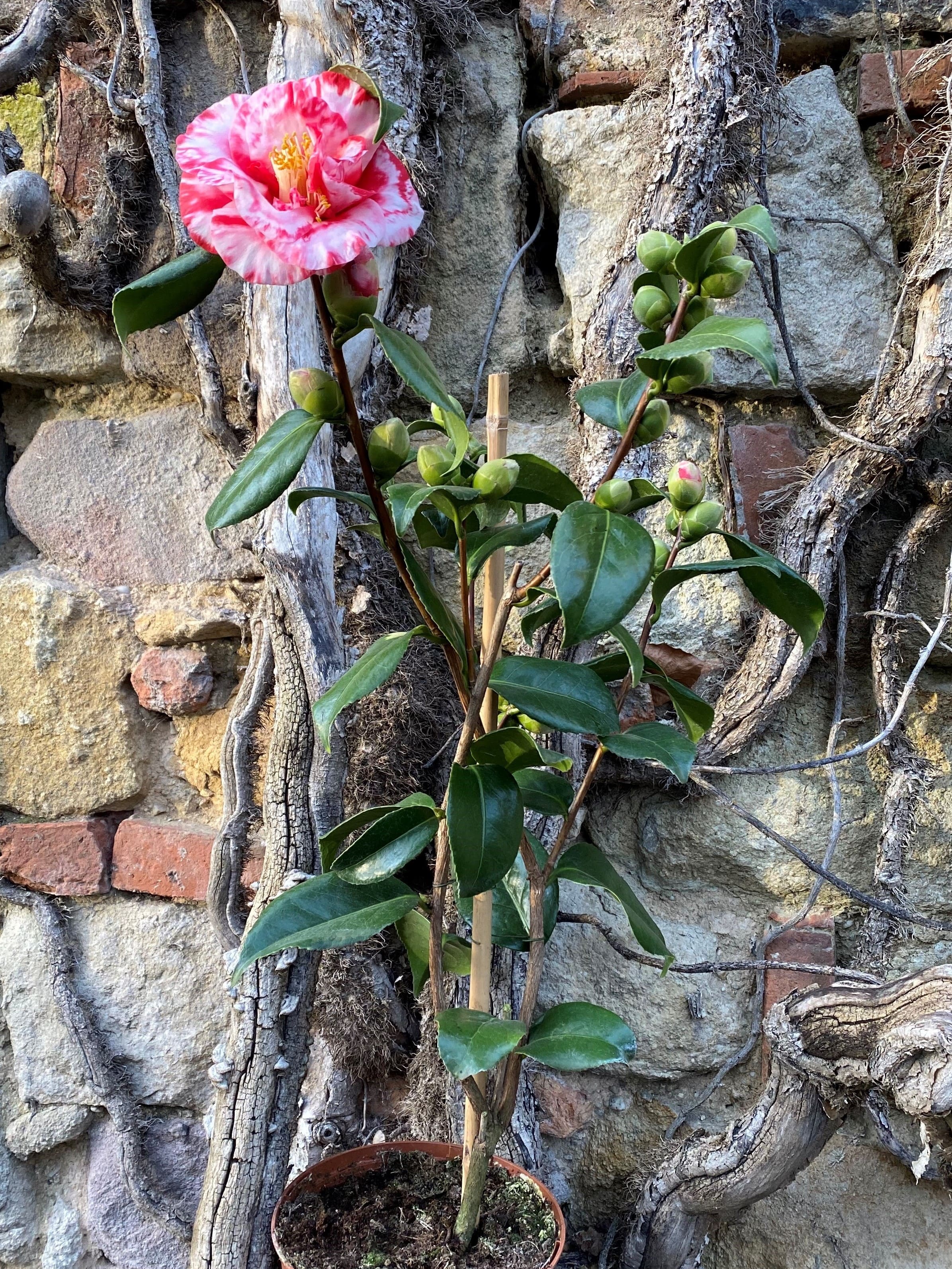 Camellia Adolphe Audusson Variegated