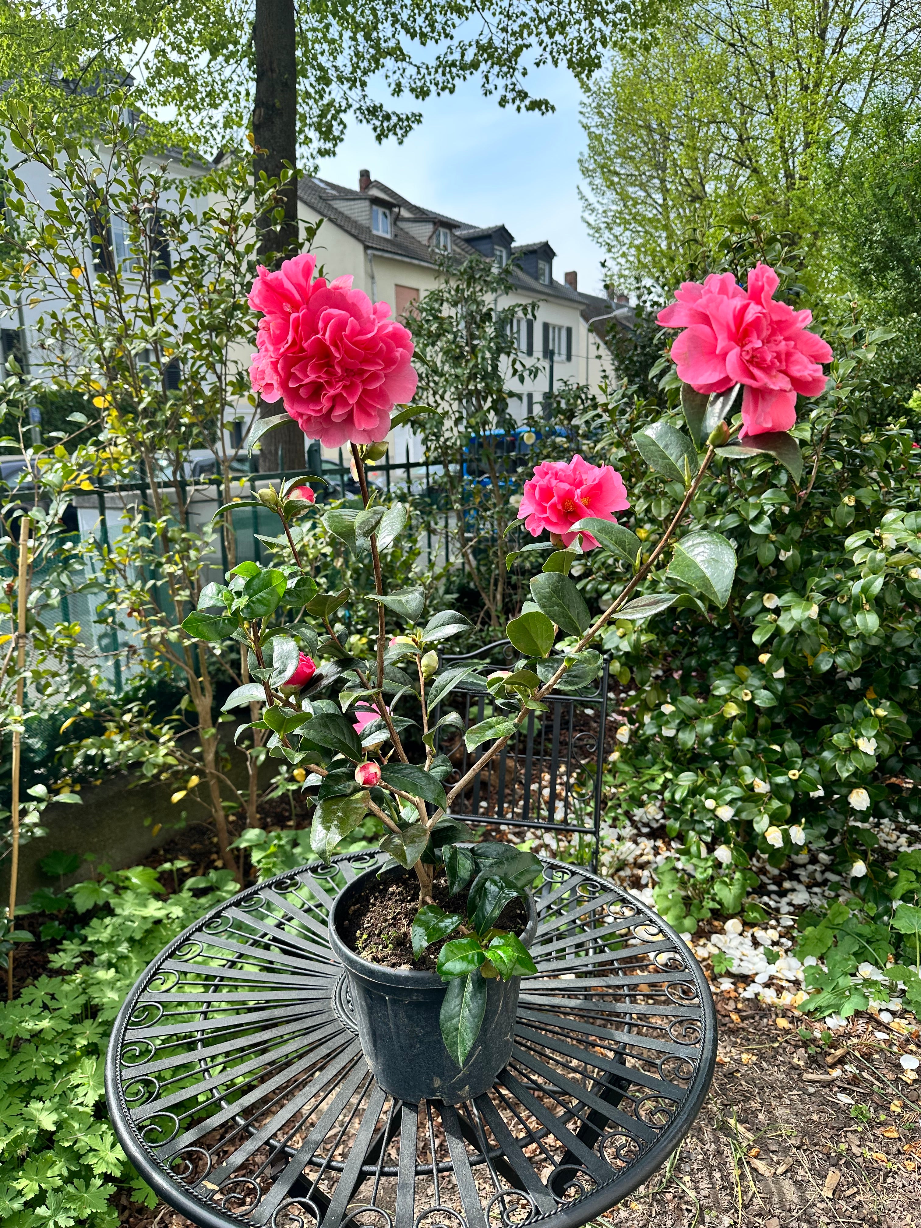 Camellia Anticipation