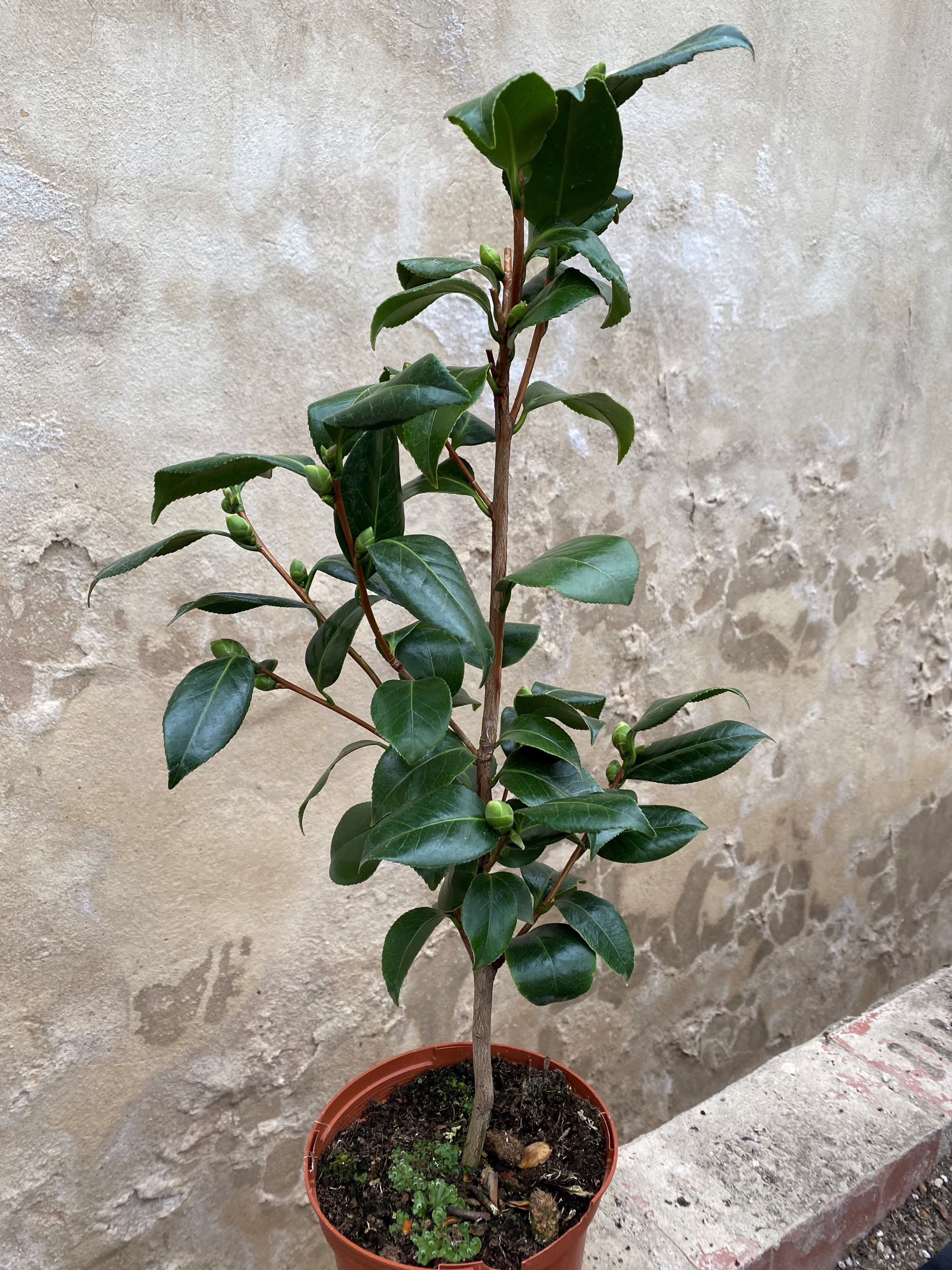 Camellia April Dawn
