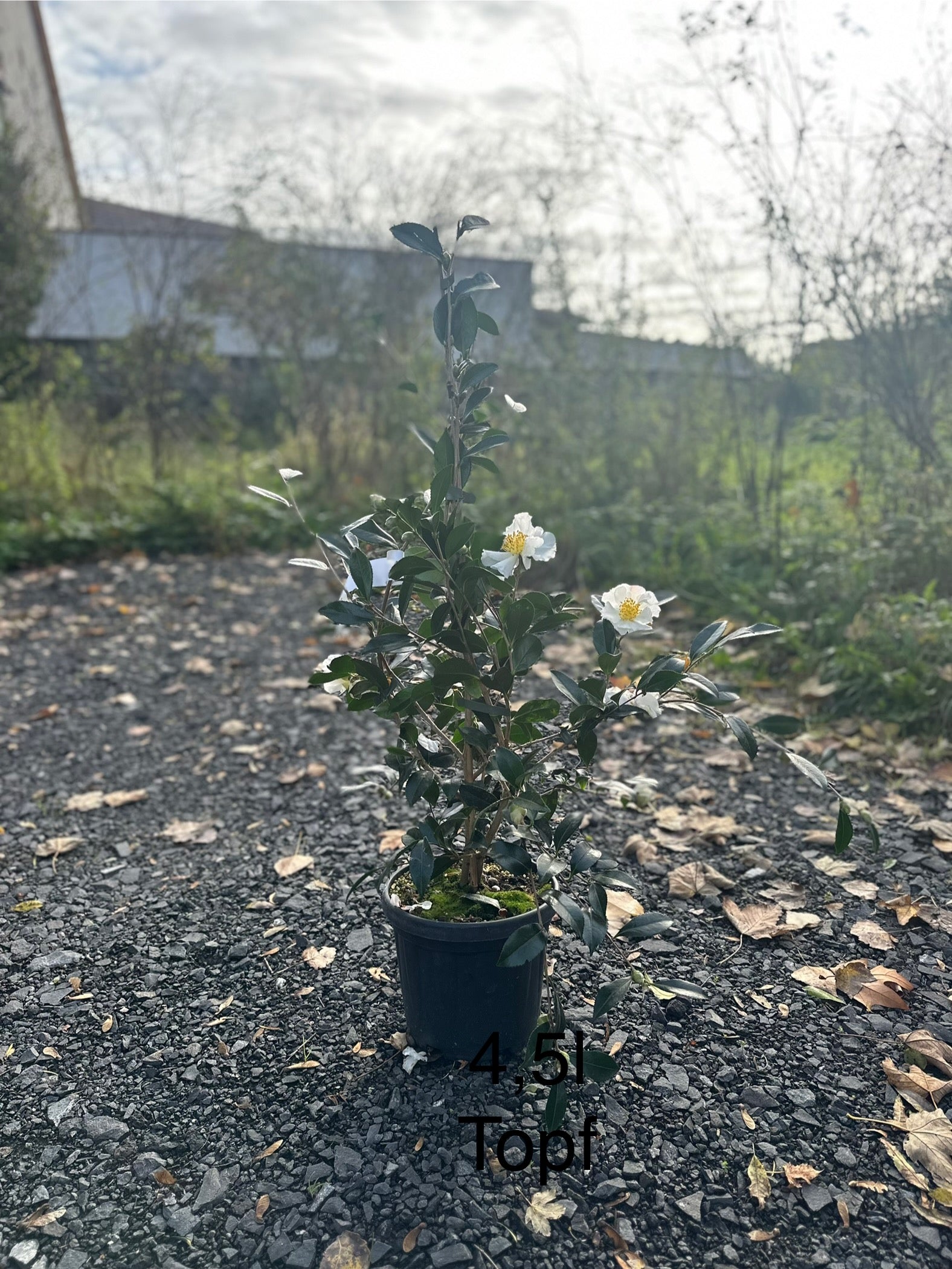 Camellia Hinode-gumo