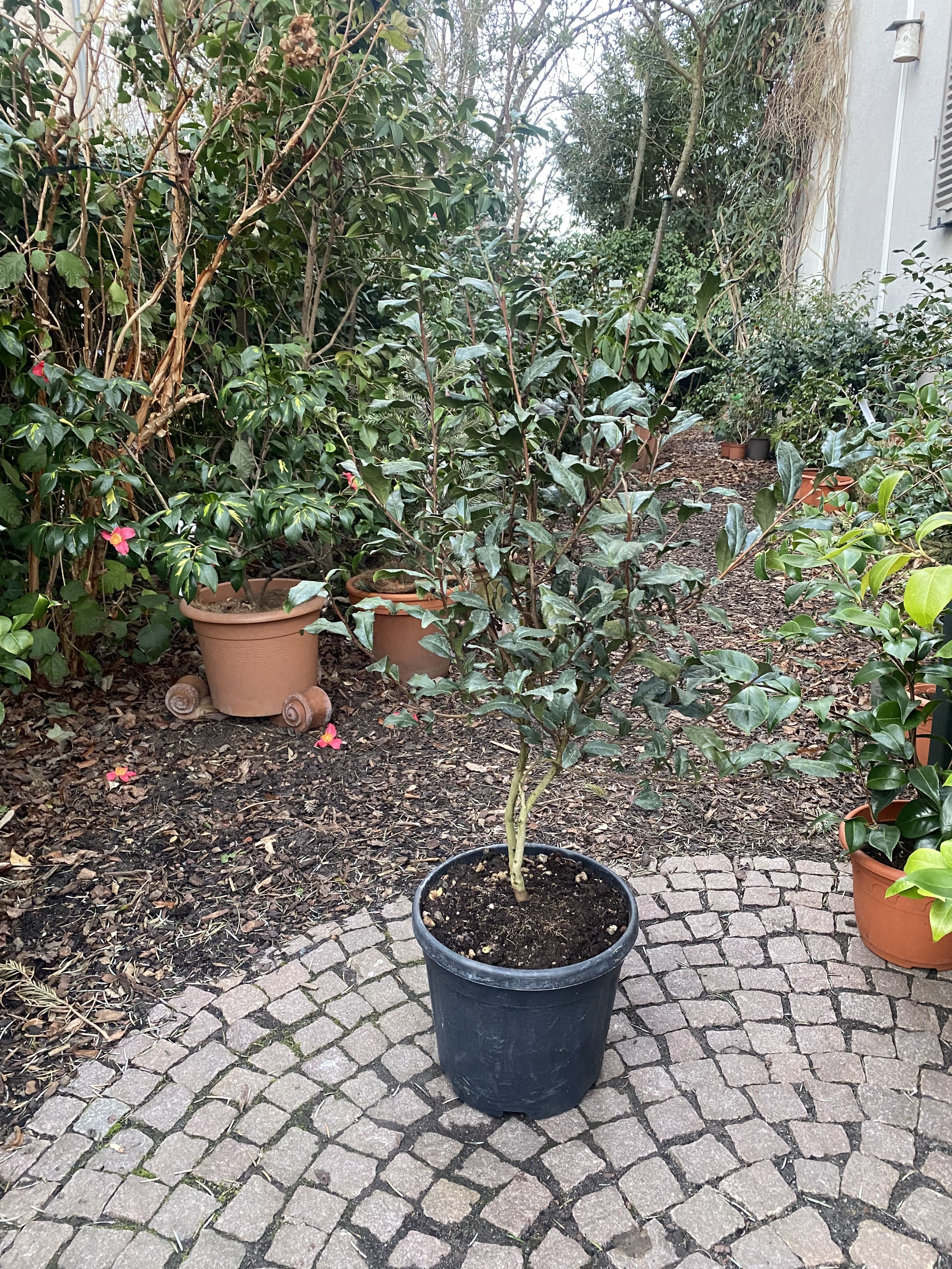 Camellia sinensis , die Teepflanze