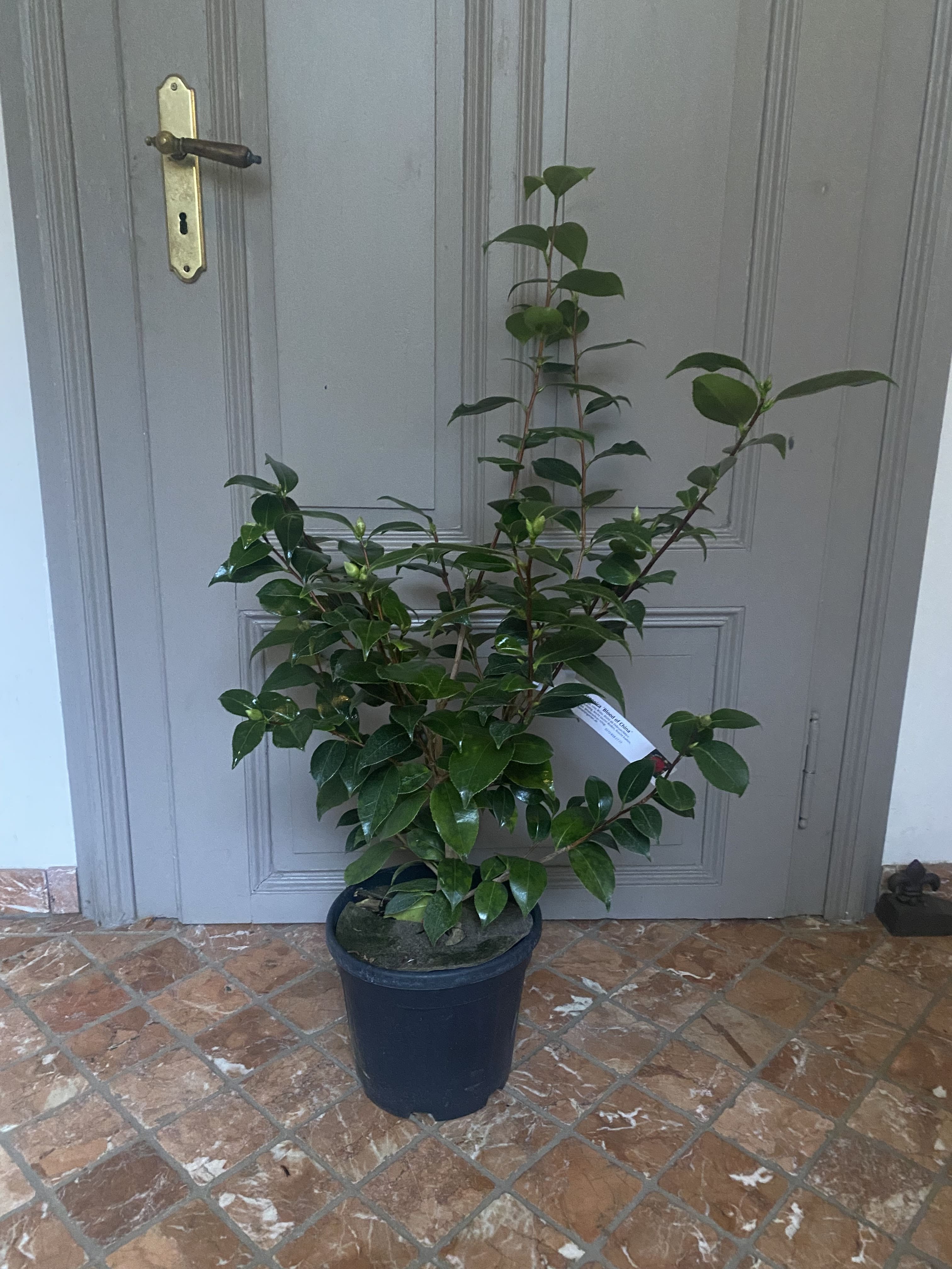 Camellia Blood of China