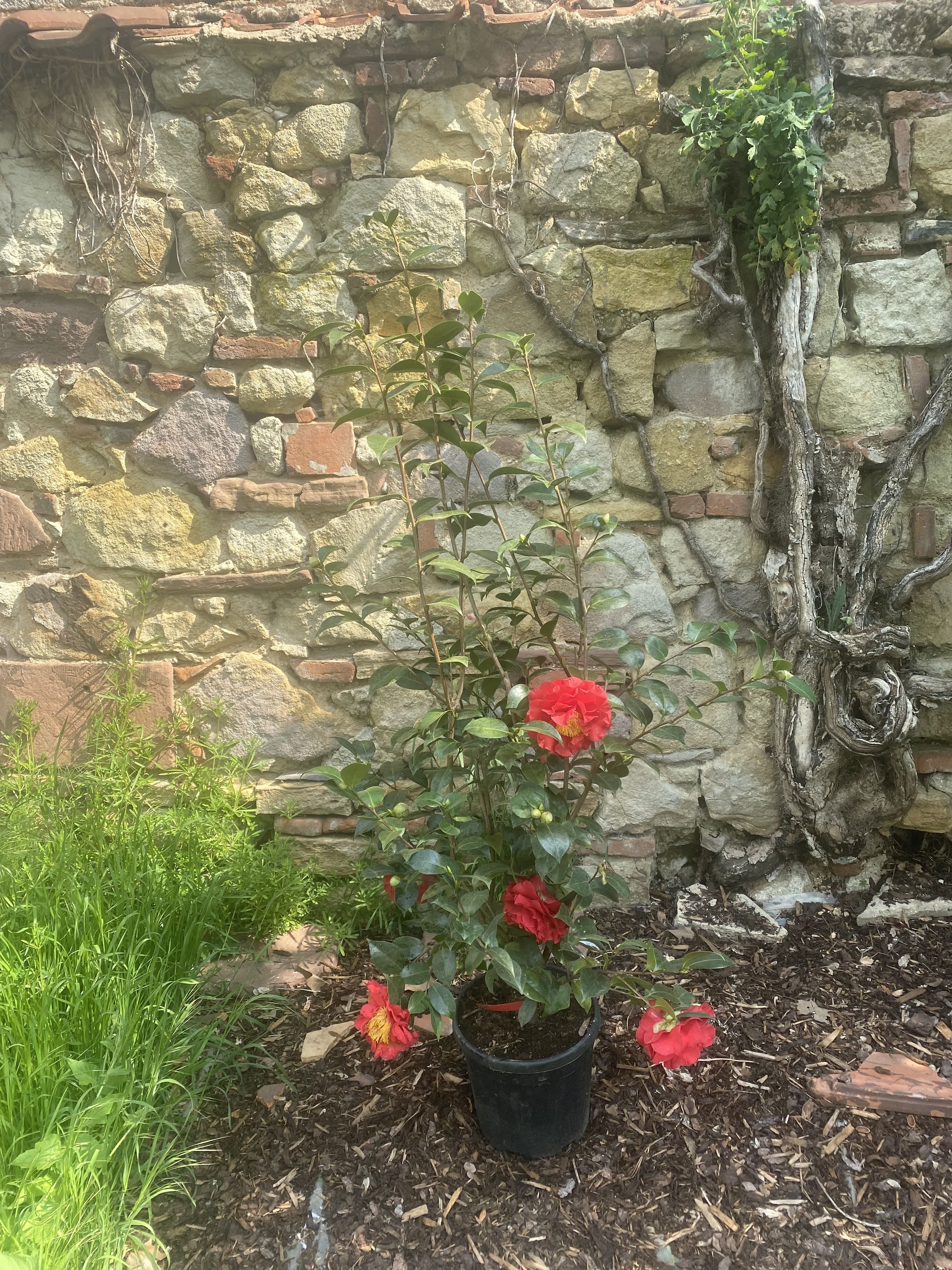 Camellia Blood of China