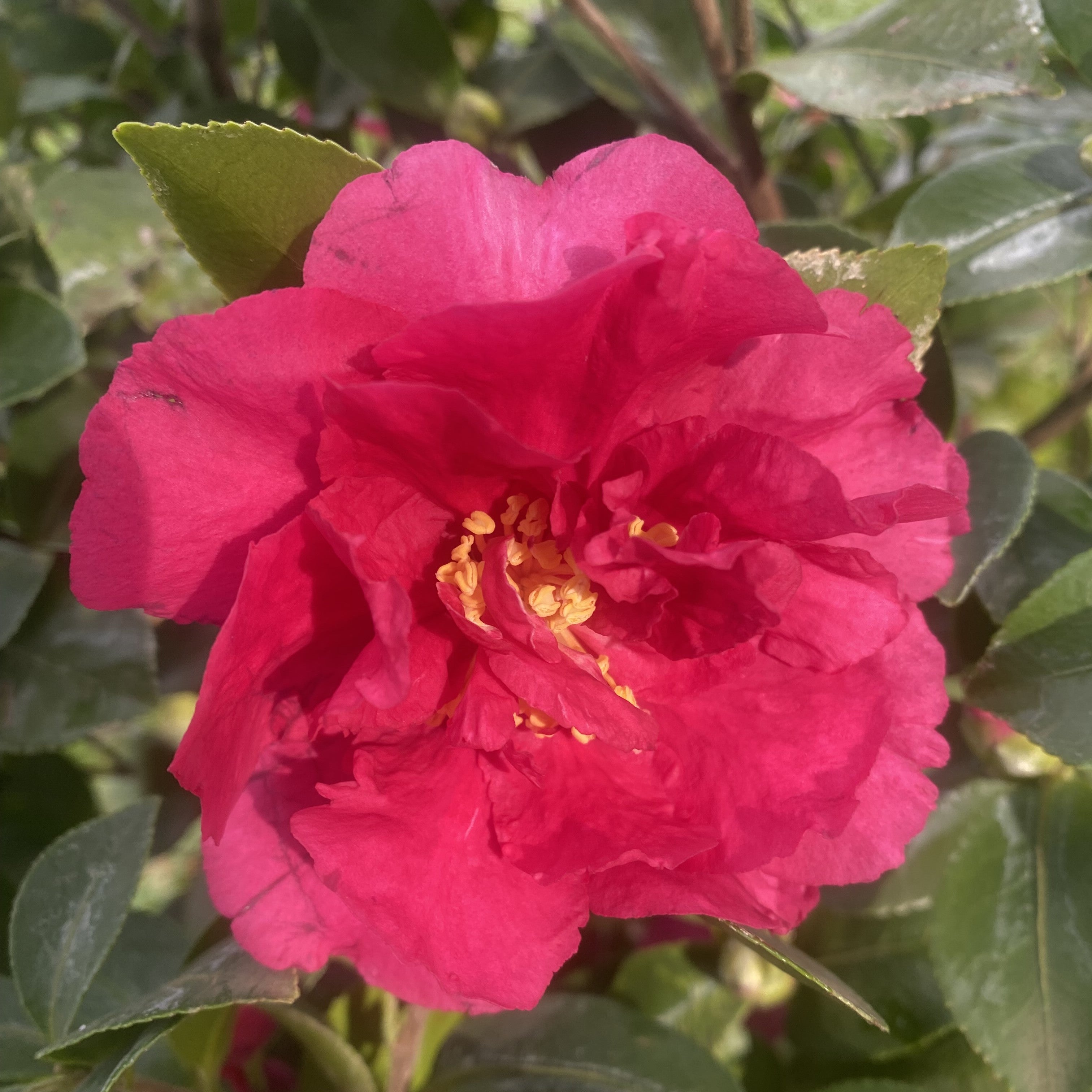 Camellia Bonanza