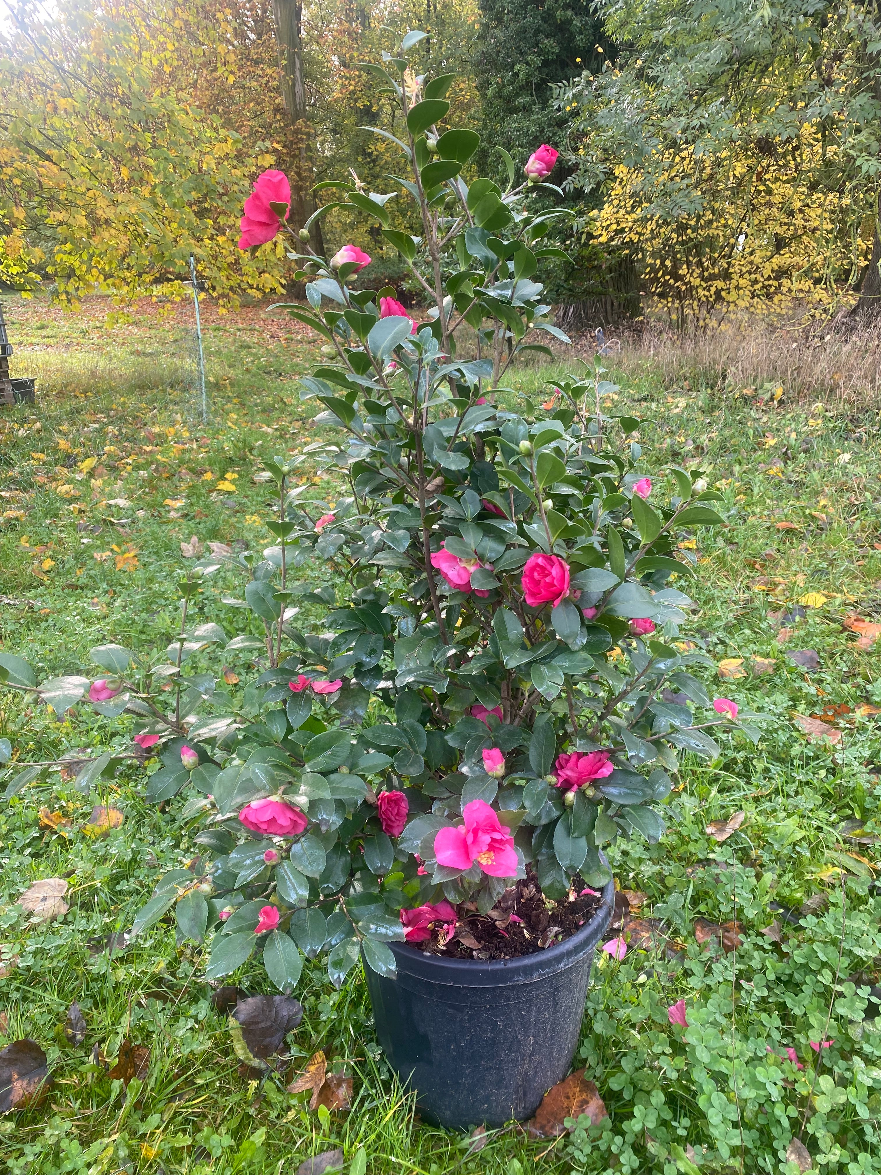 Camellia Bonanza
