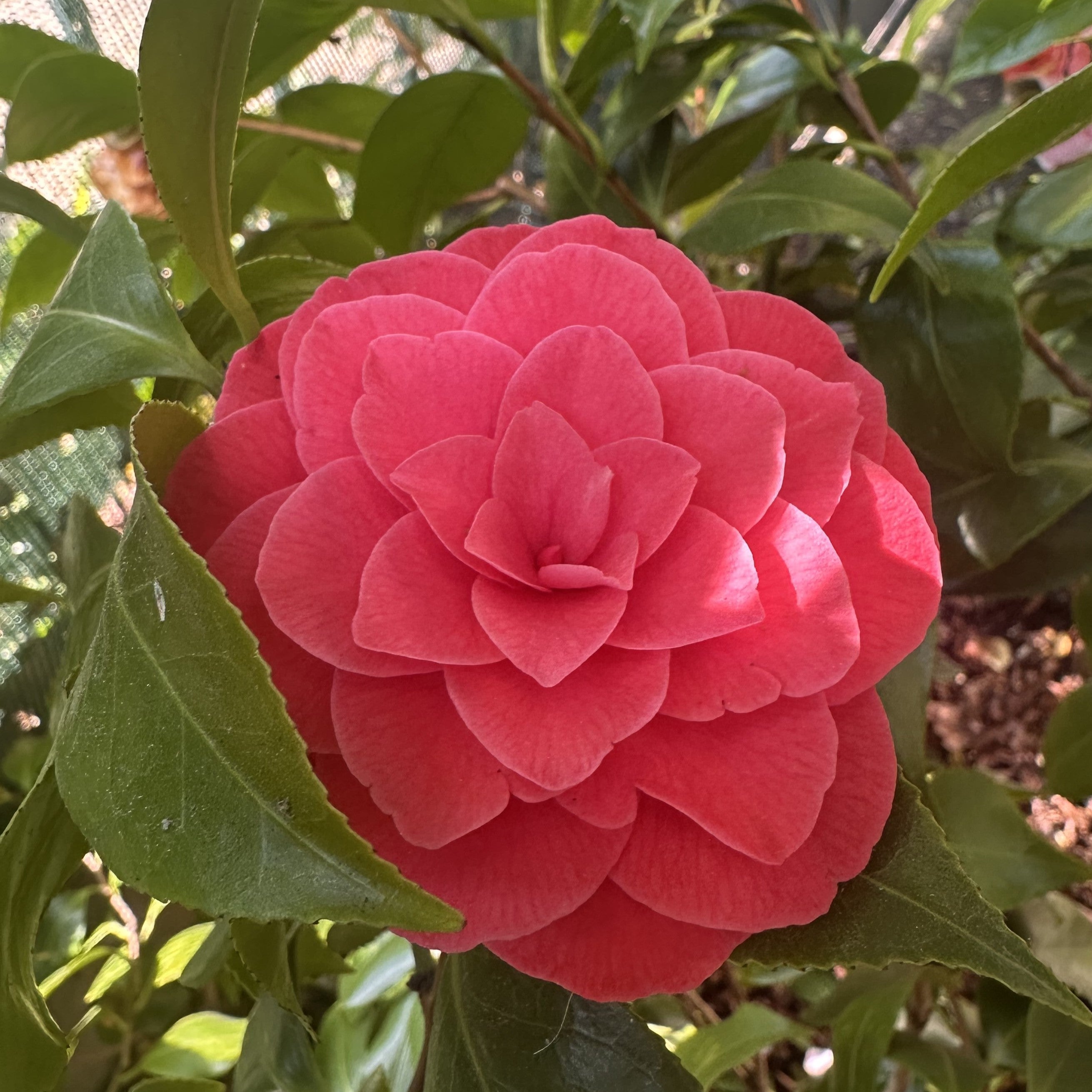 Camellia Bonomiana