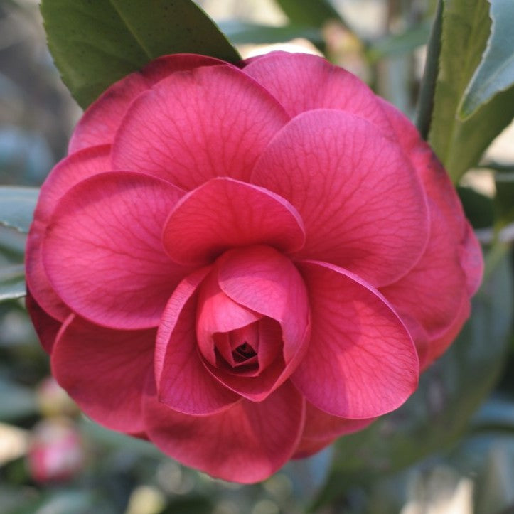 Camellia CM Hovey