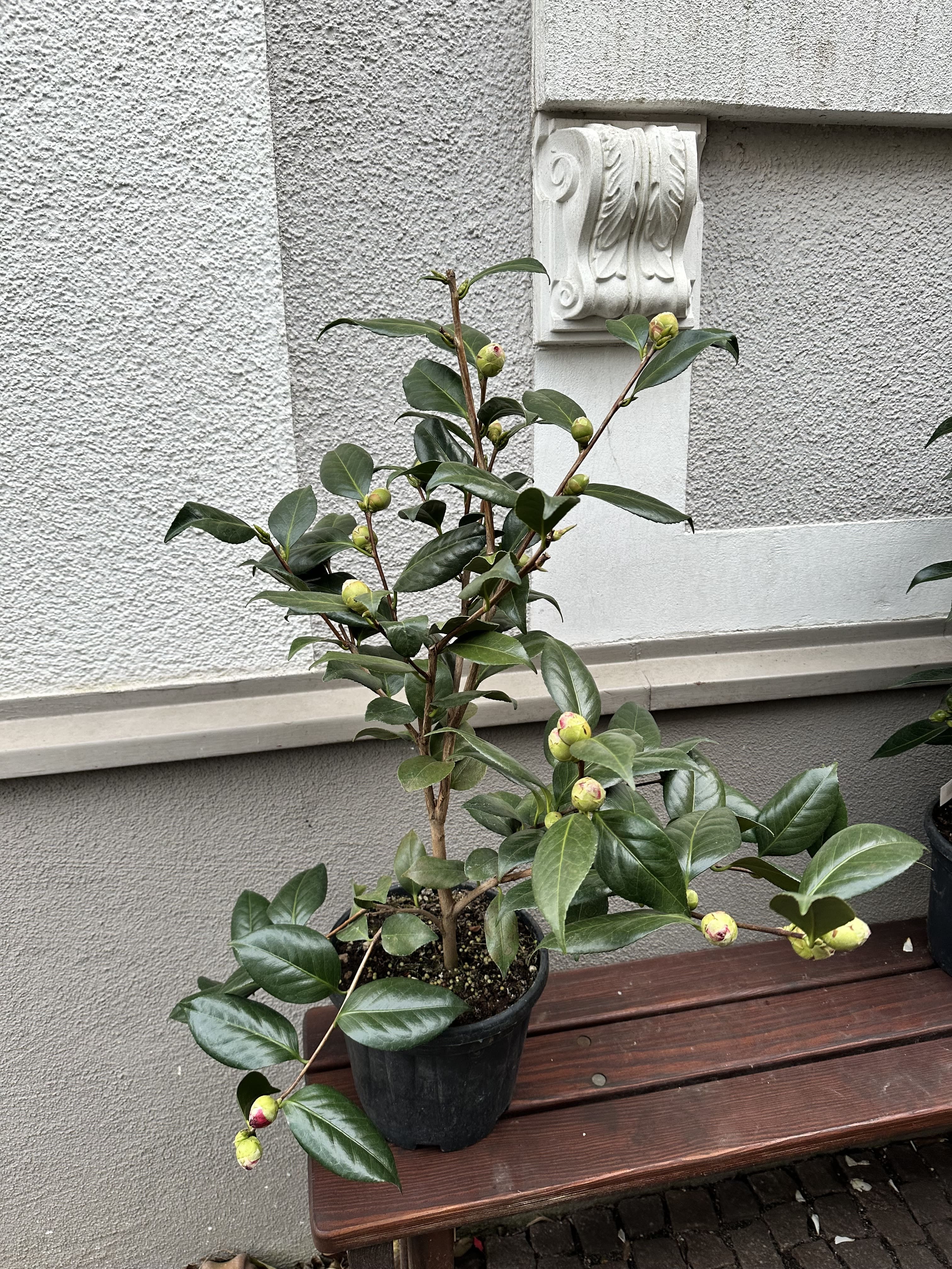 Camellia CM Hovey
