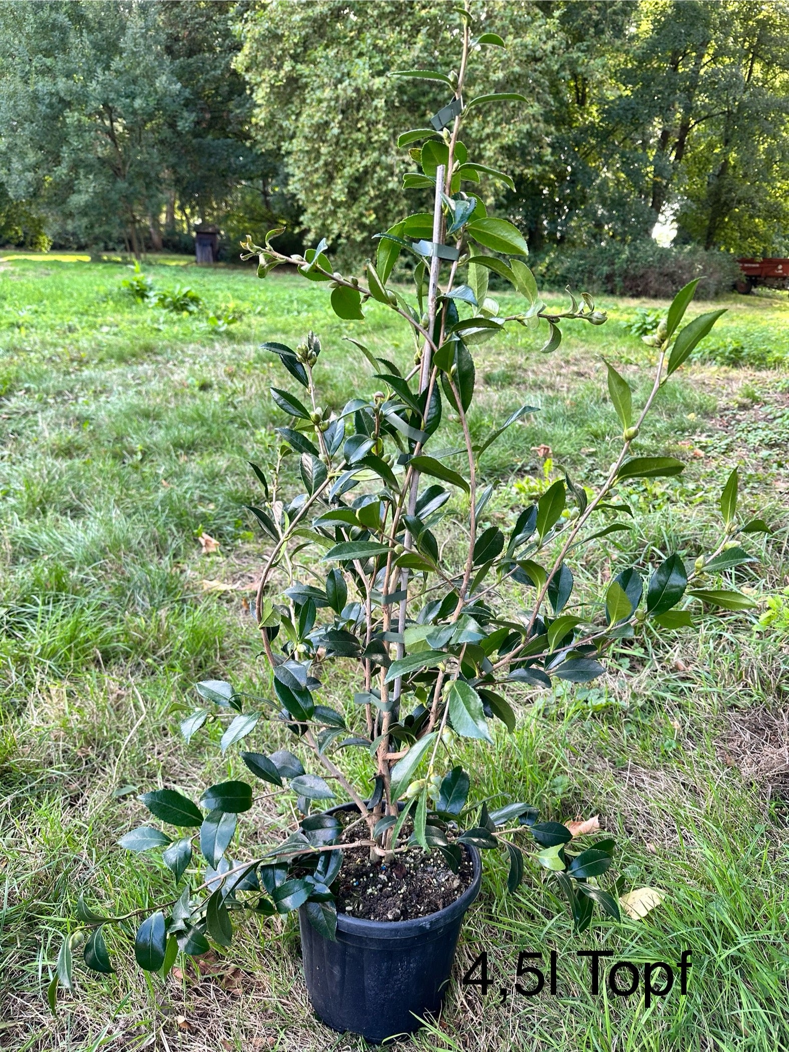 Camellia Hinode-gumo