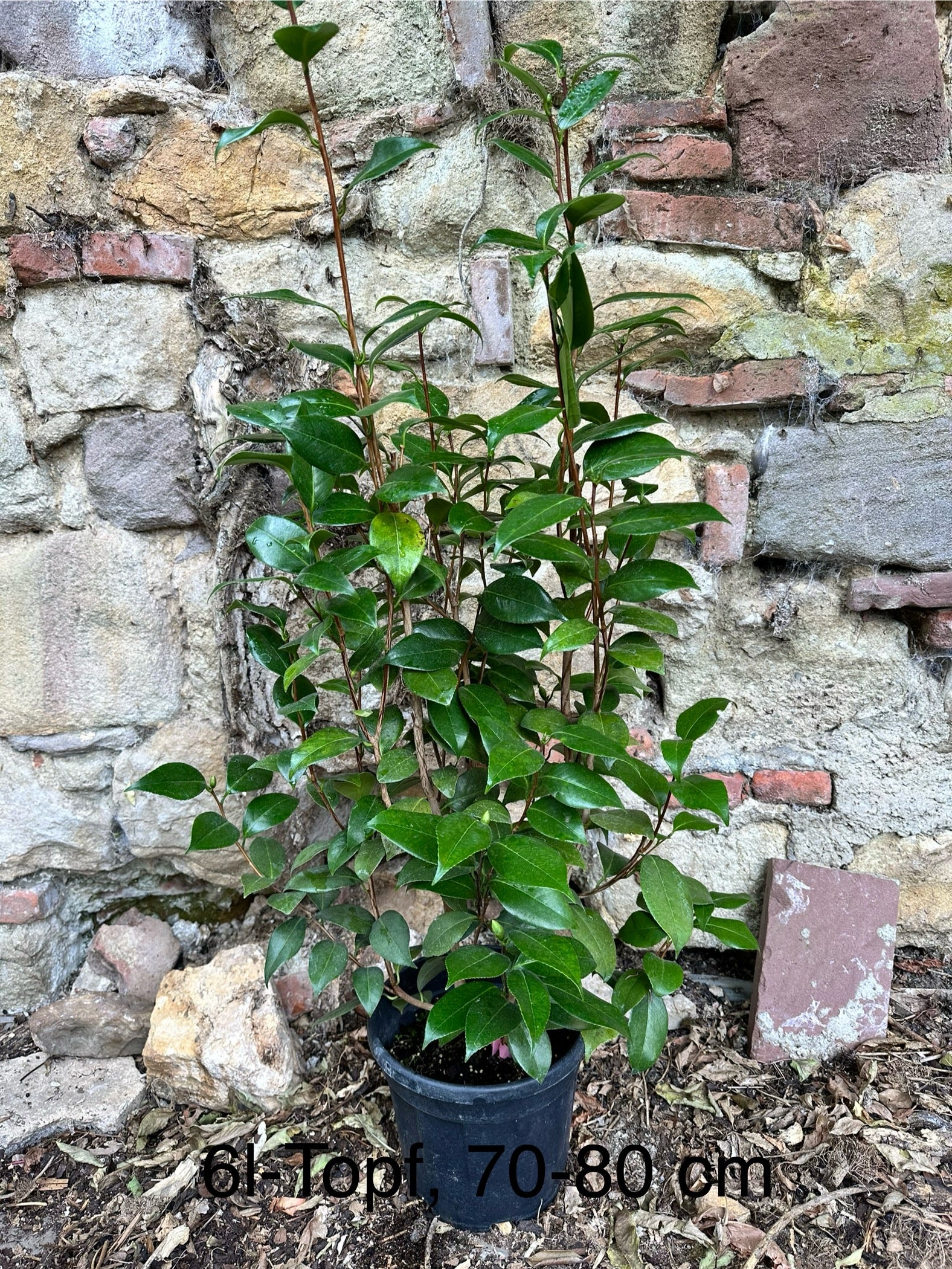 Camellia Nuccio's Pearl