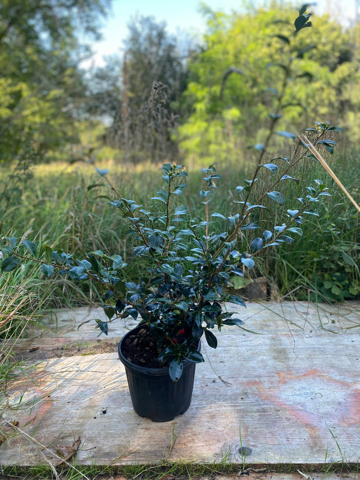 Camellia Cherylin