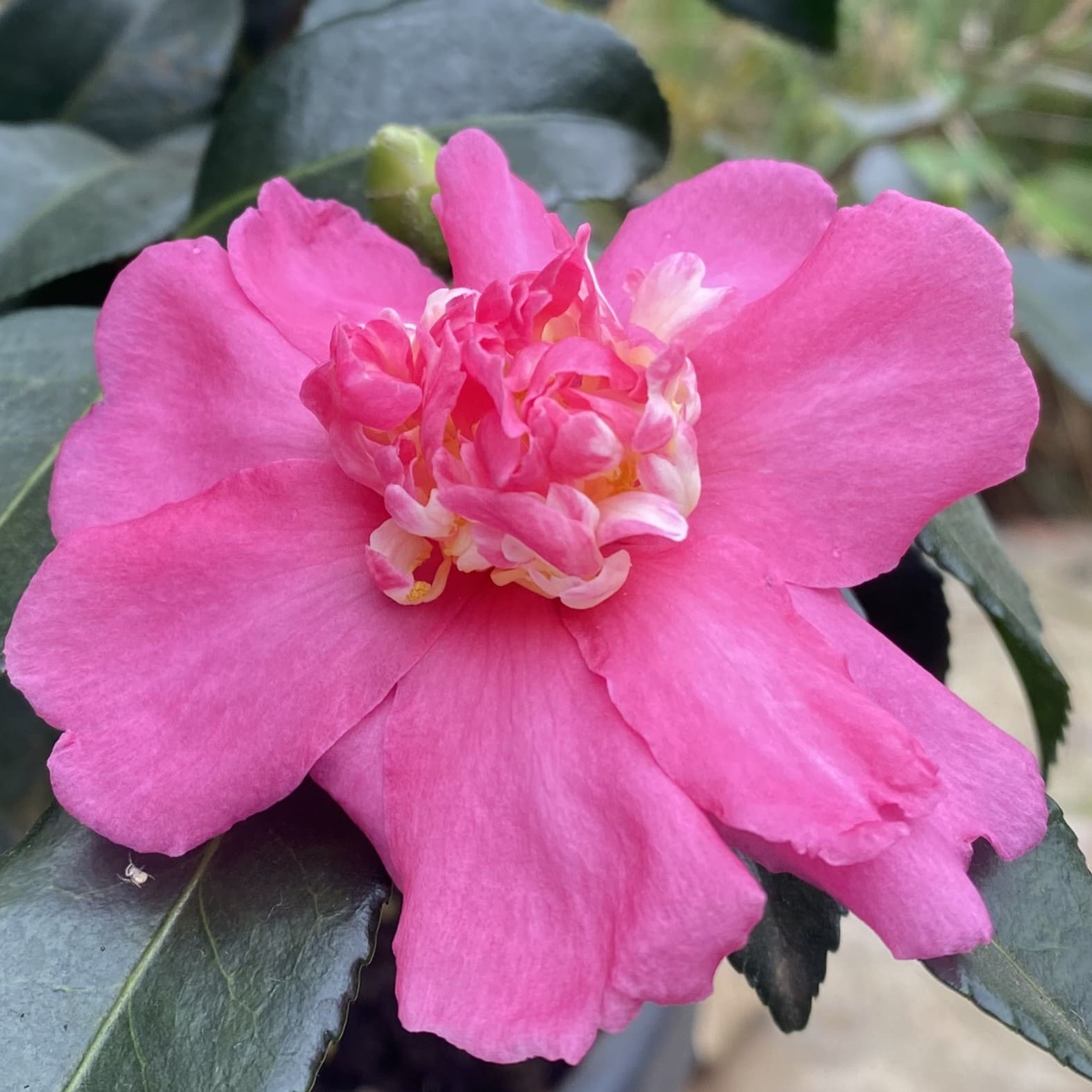 Camellia Cherylin