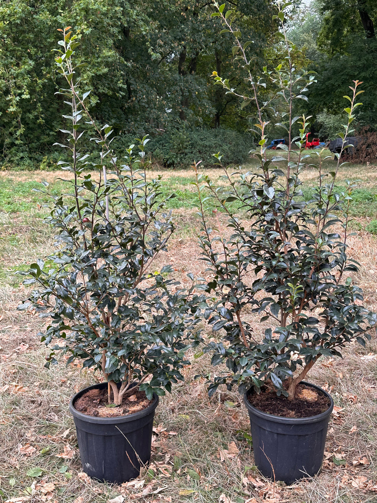 Camellia Cherylin