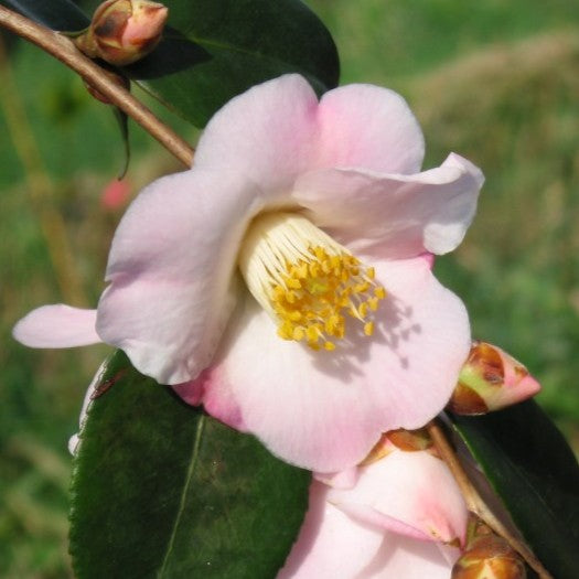 Camellia Cinnamon Scentsation