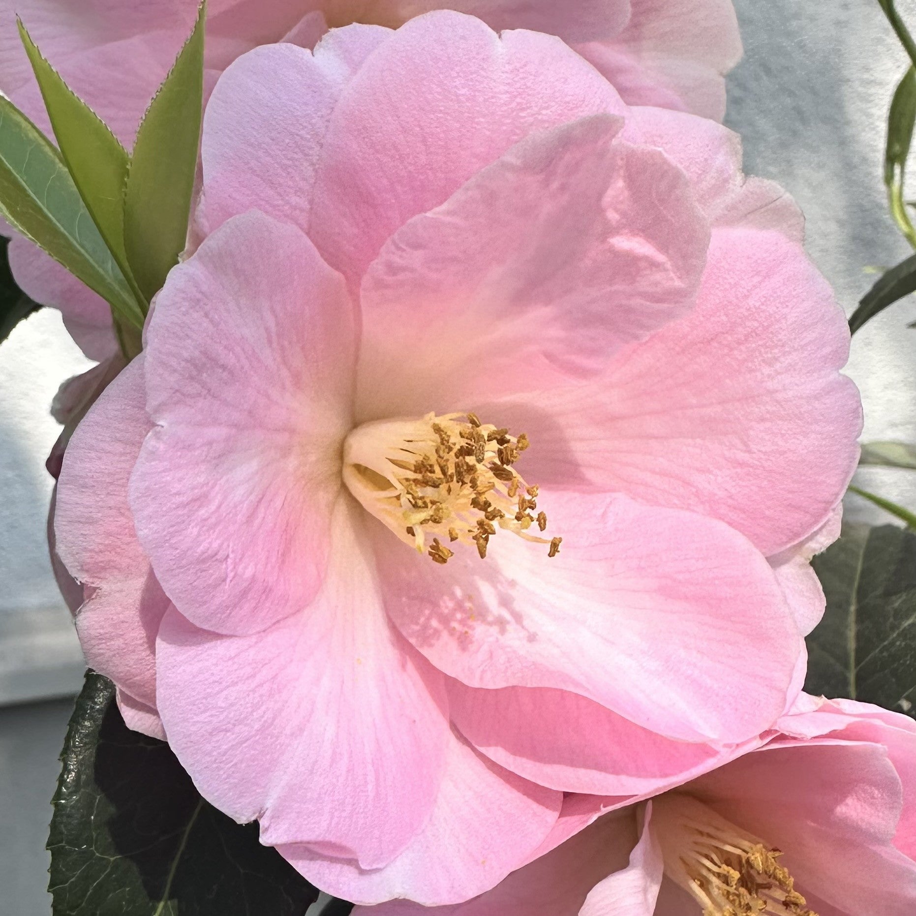 Camellia Citation