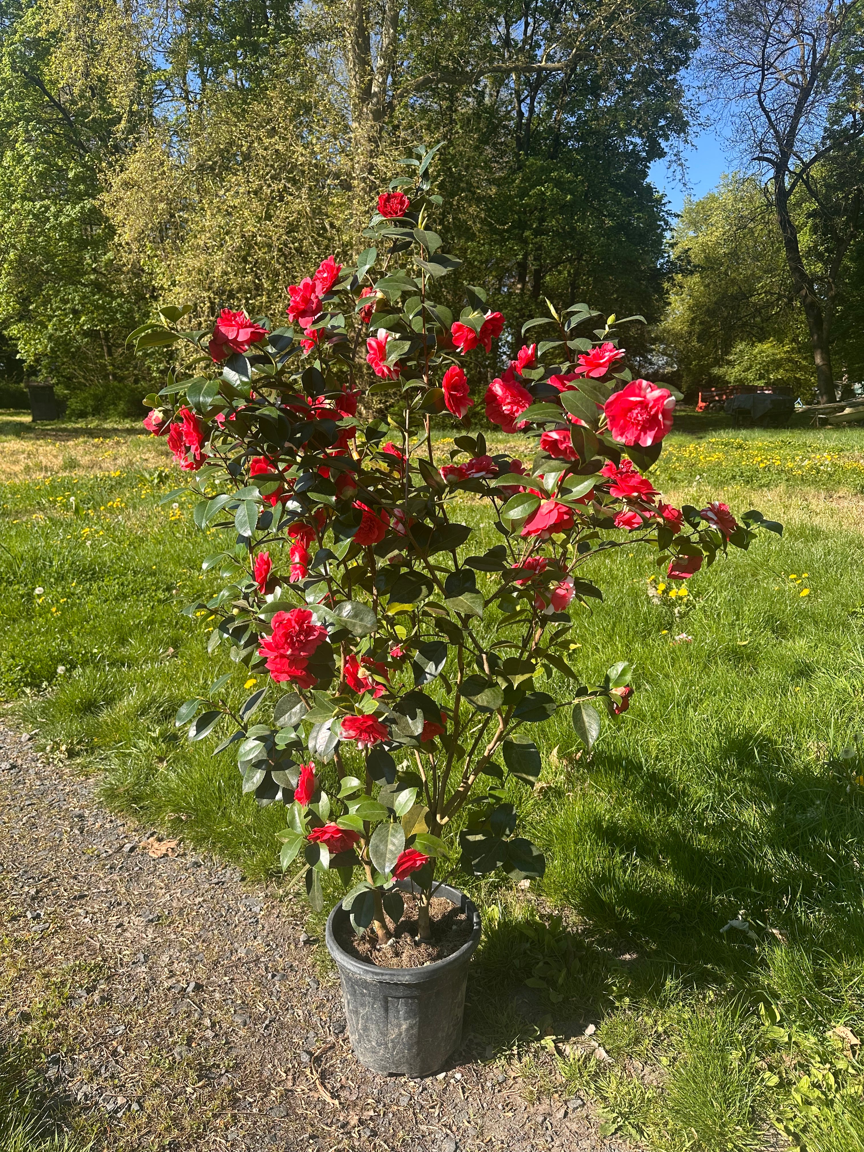 Camellia Collettii