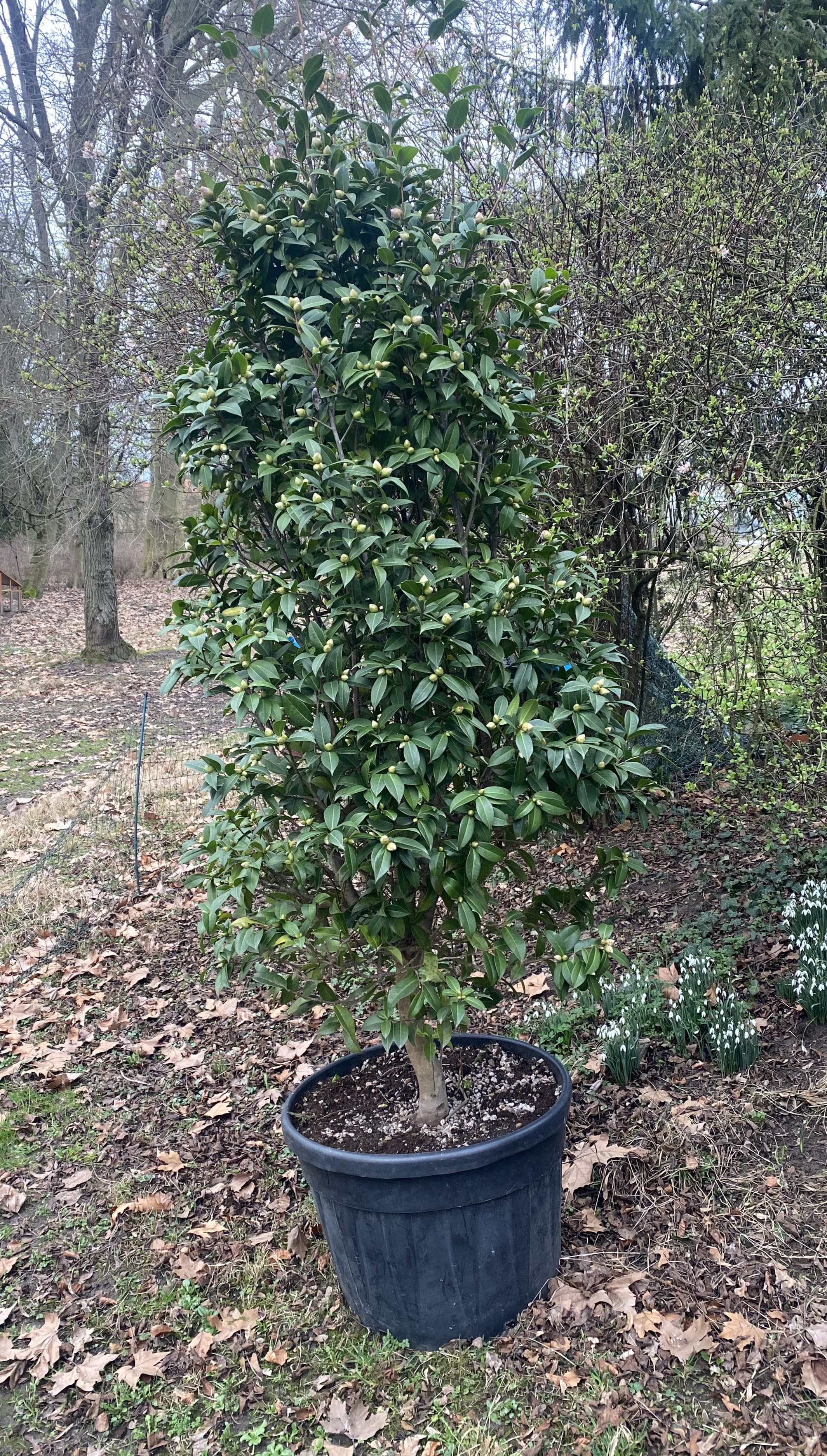Camellia Debbie