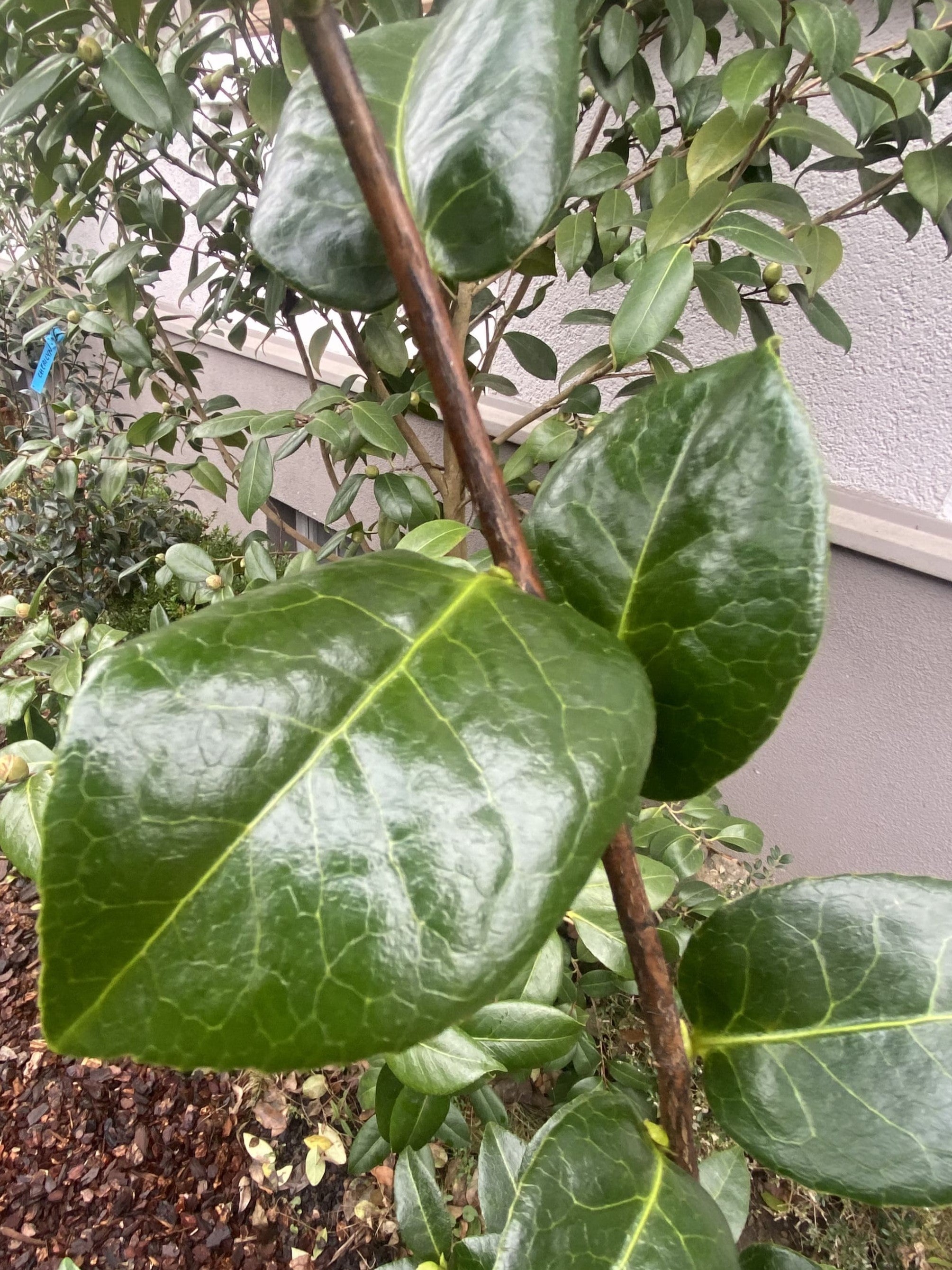 Camellia Debbie
