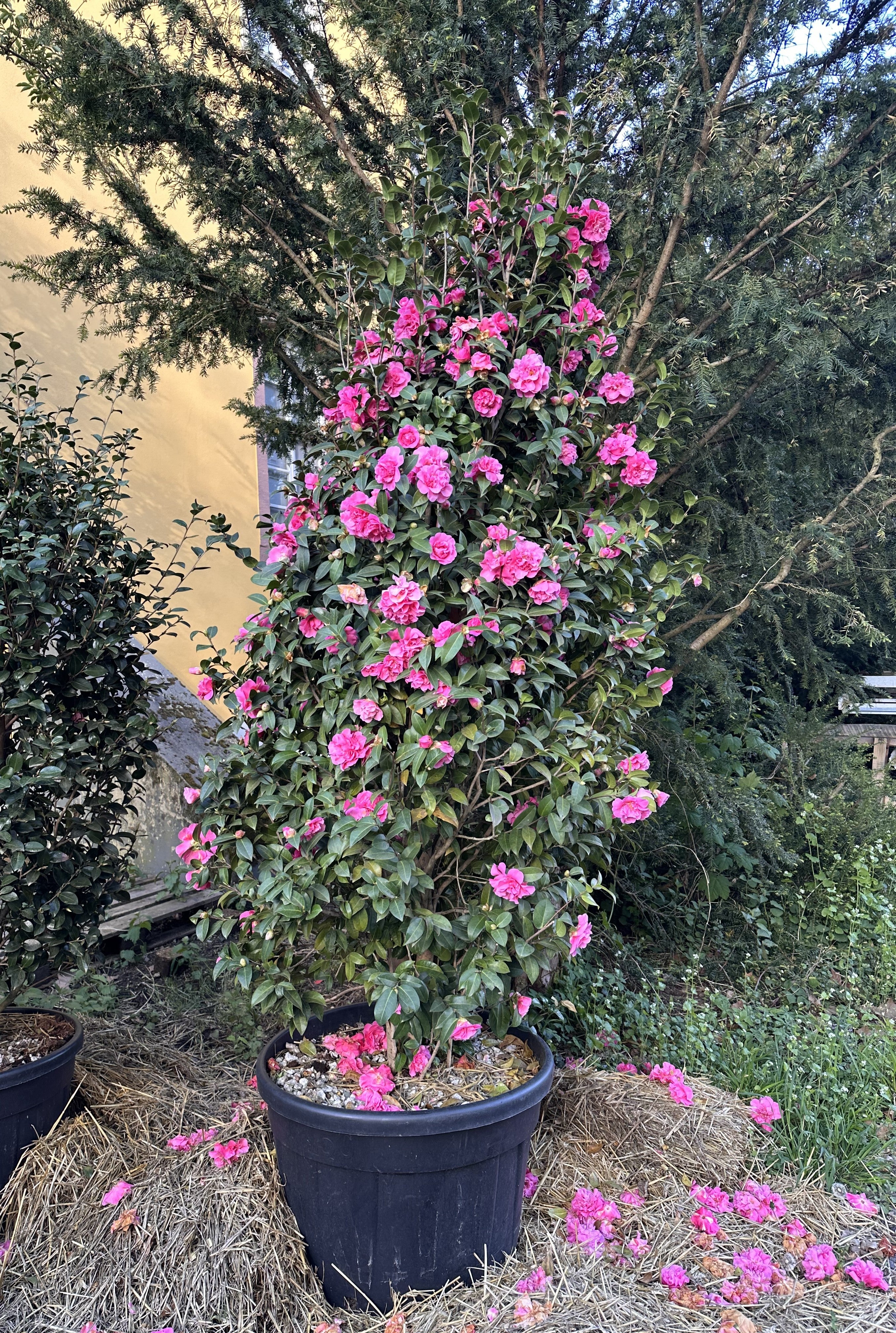 Camellia Debbie