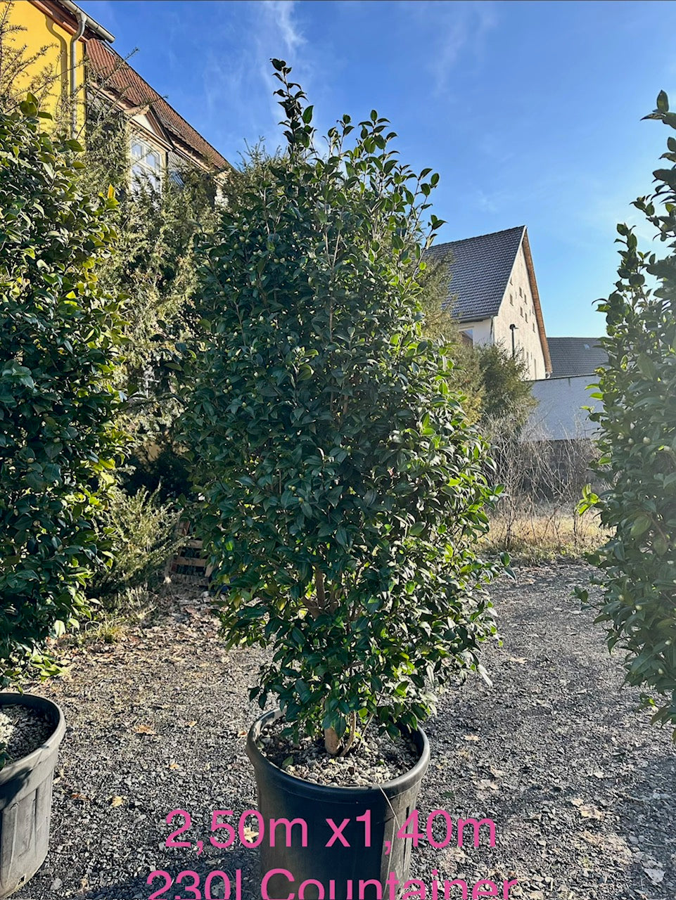 Camellia Debbie