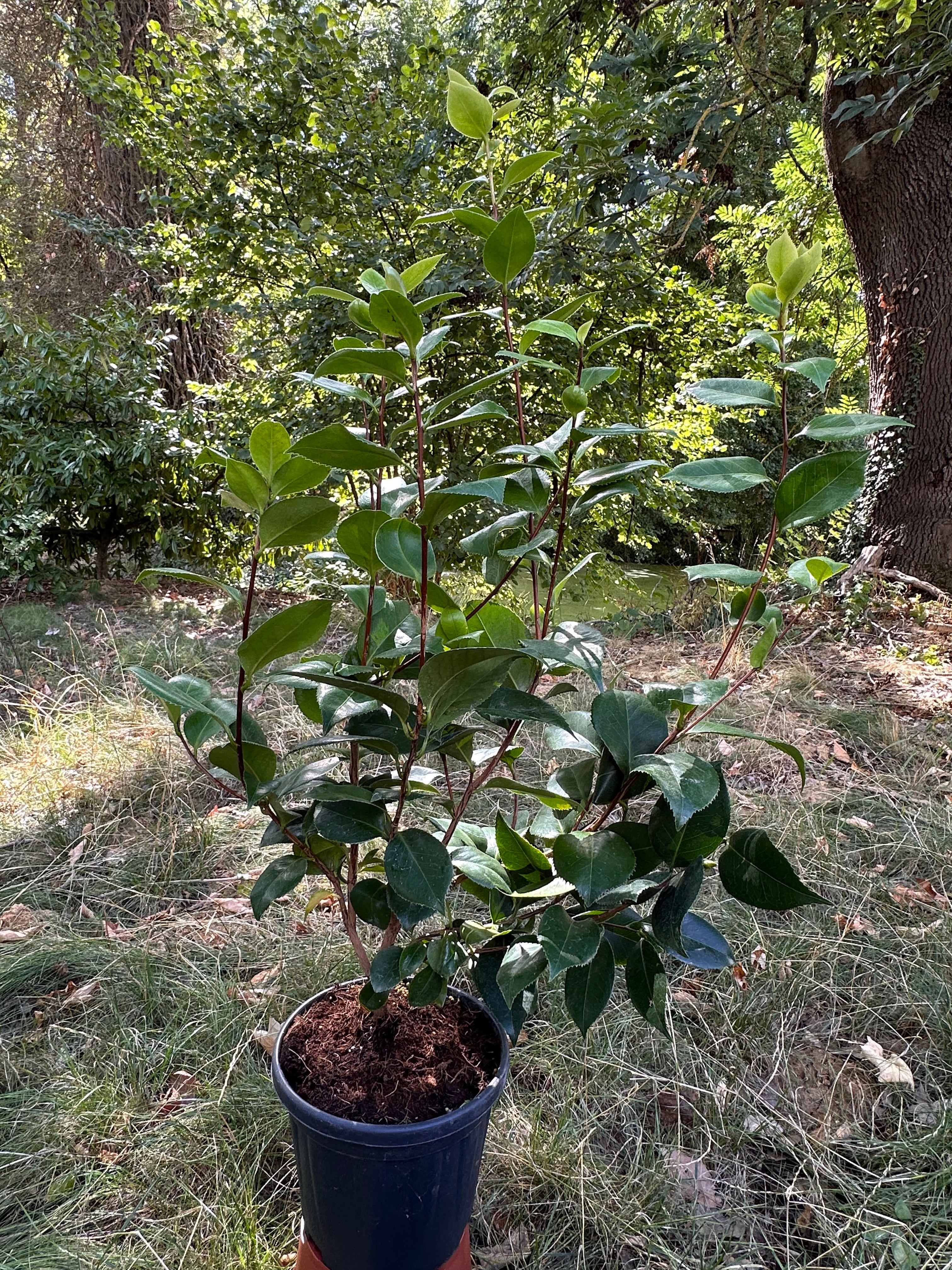 Camellia Debutante