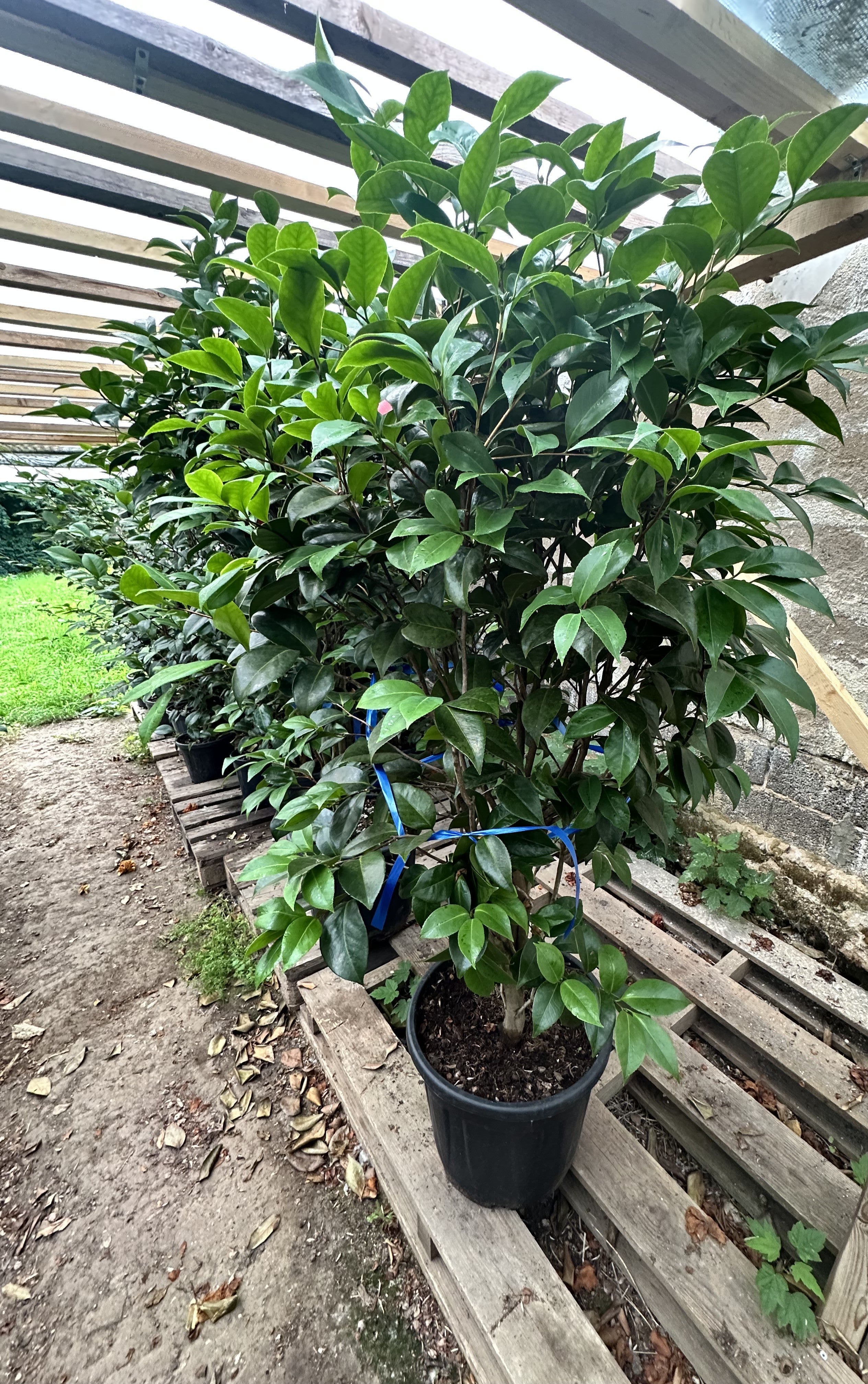 Camellia Dixie Knight Supreme