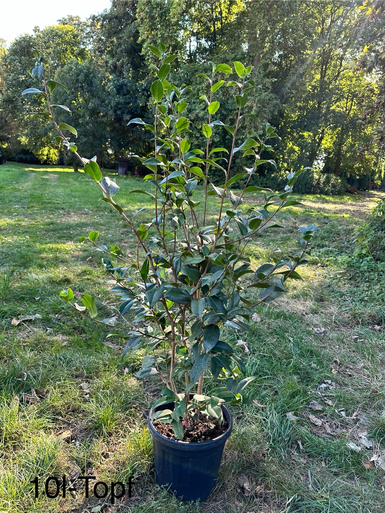Camellia Debbie