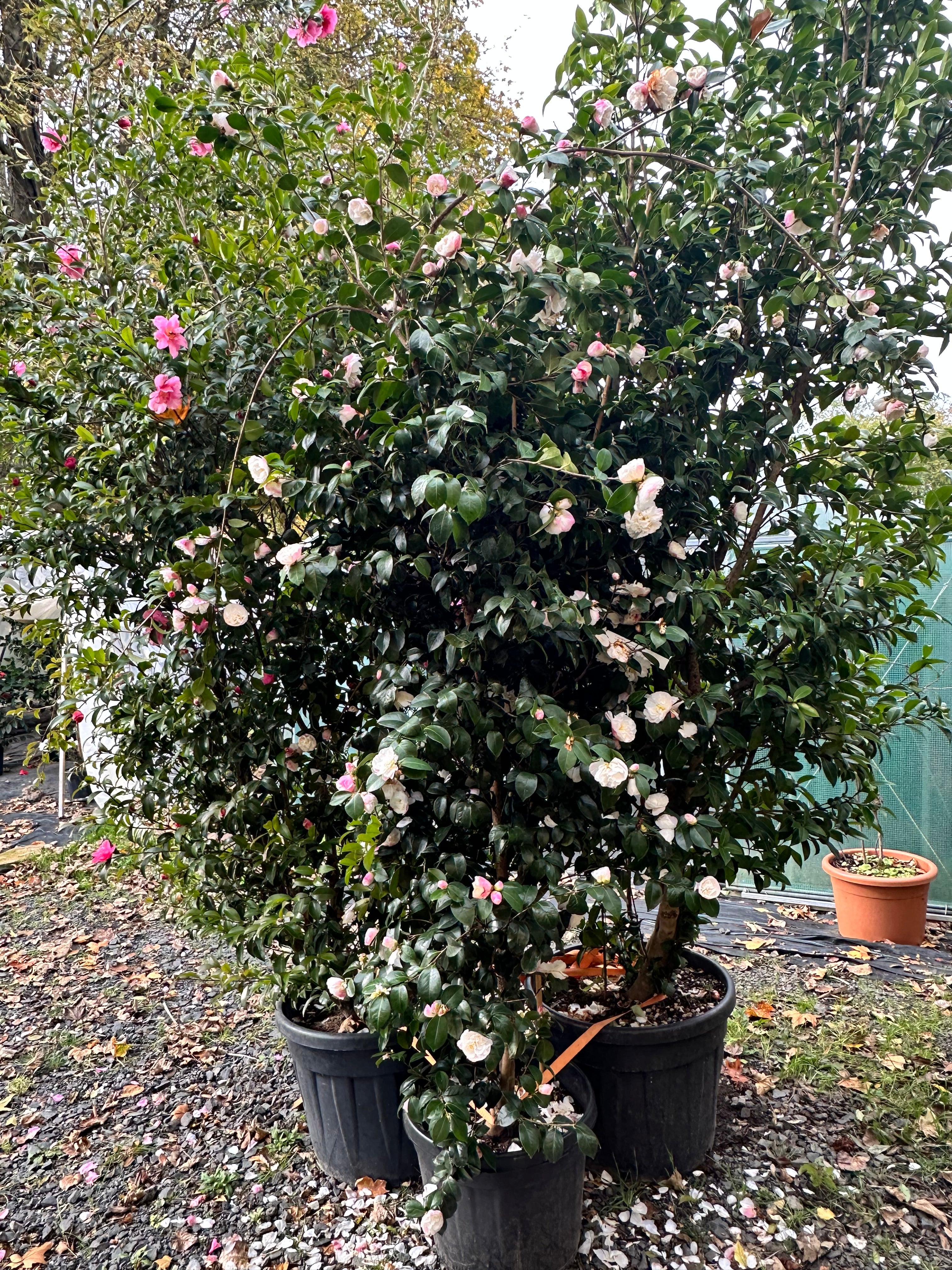 Camellia Beatrice Emily