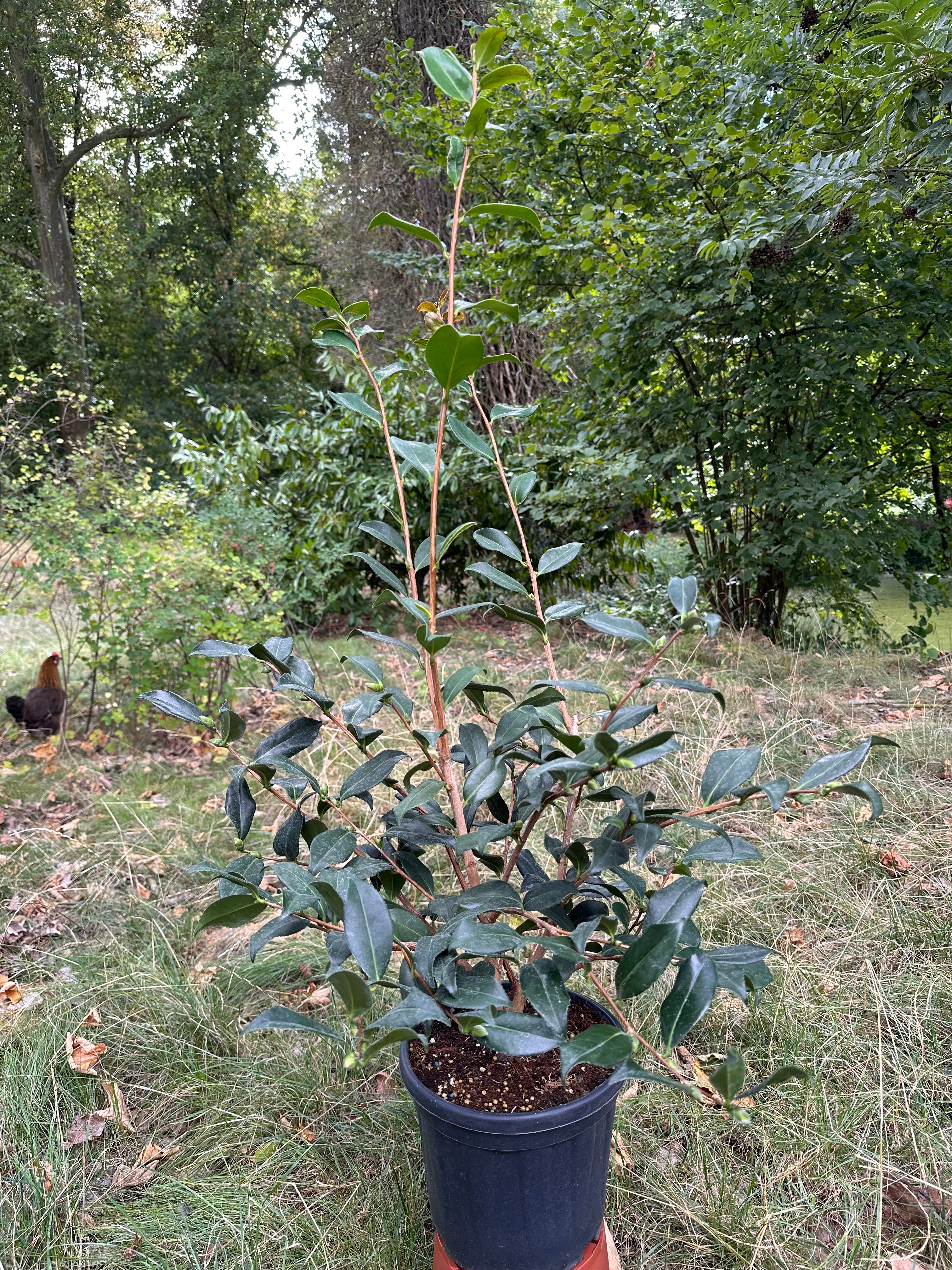 Camellia Egao