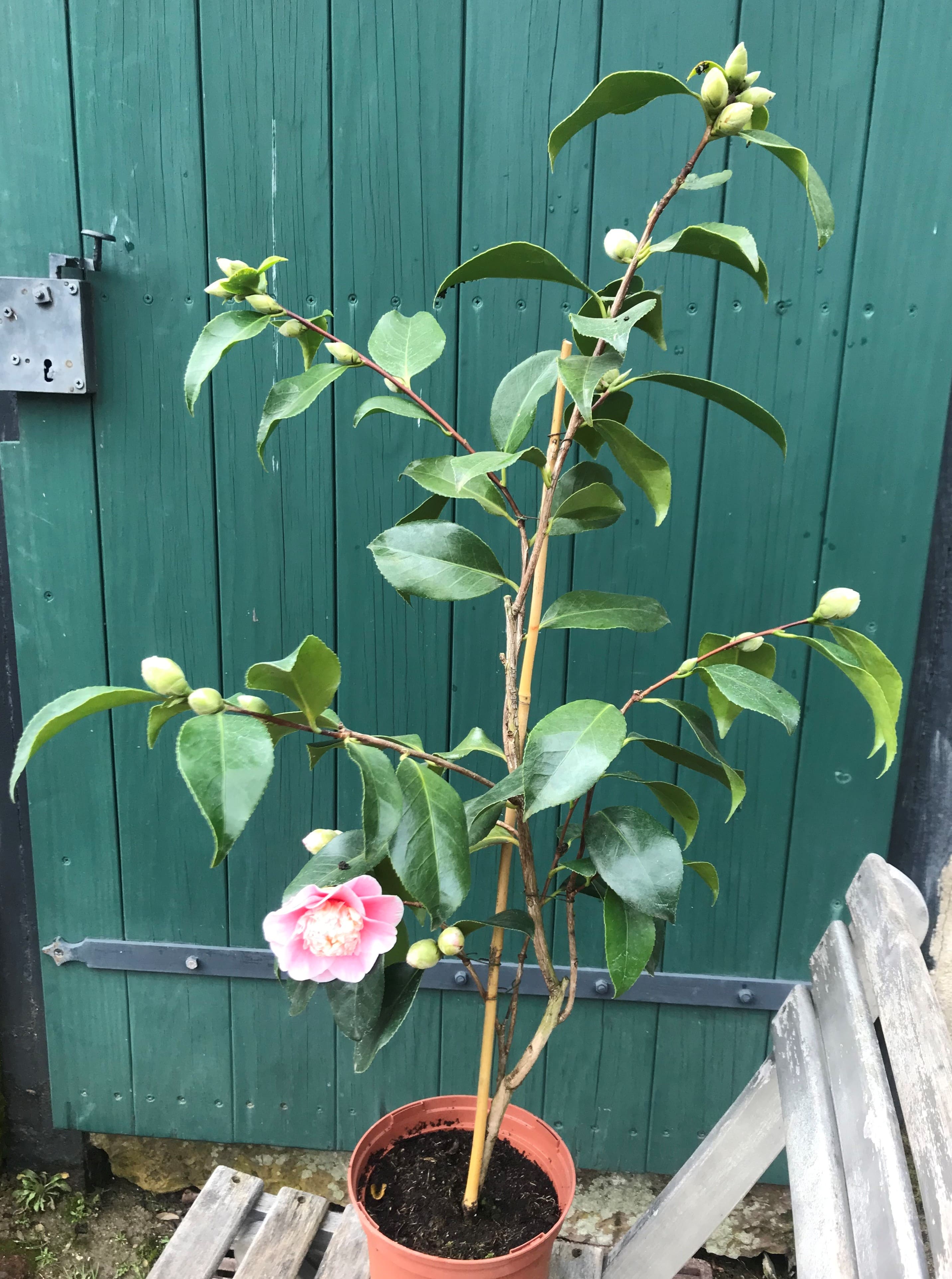 Camellia Elegans Lauterbach
