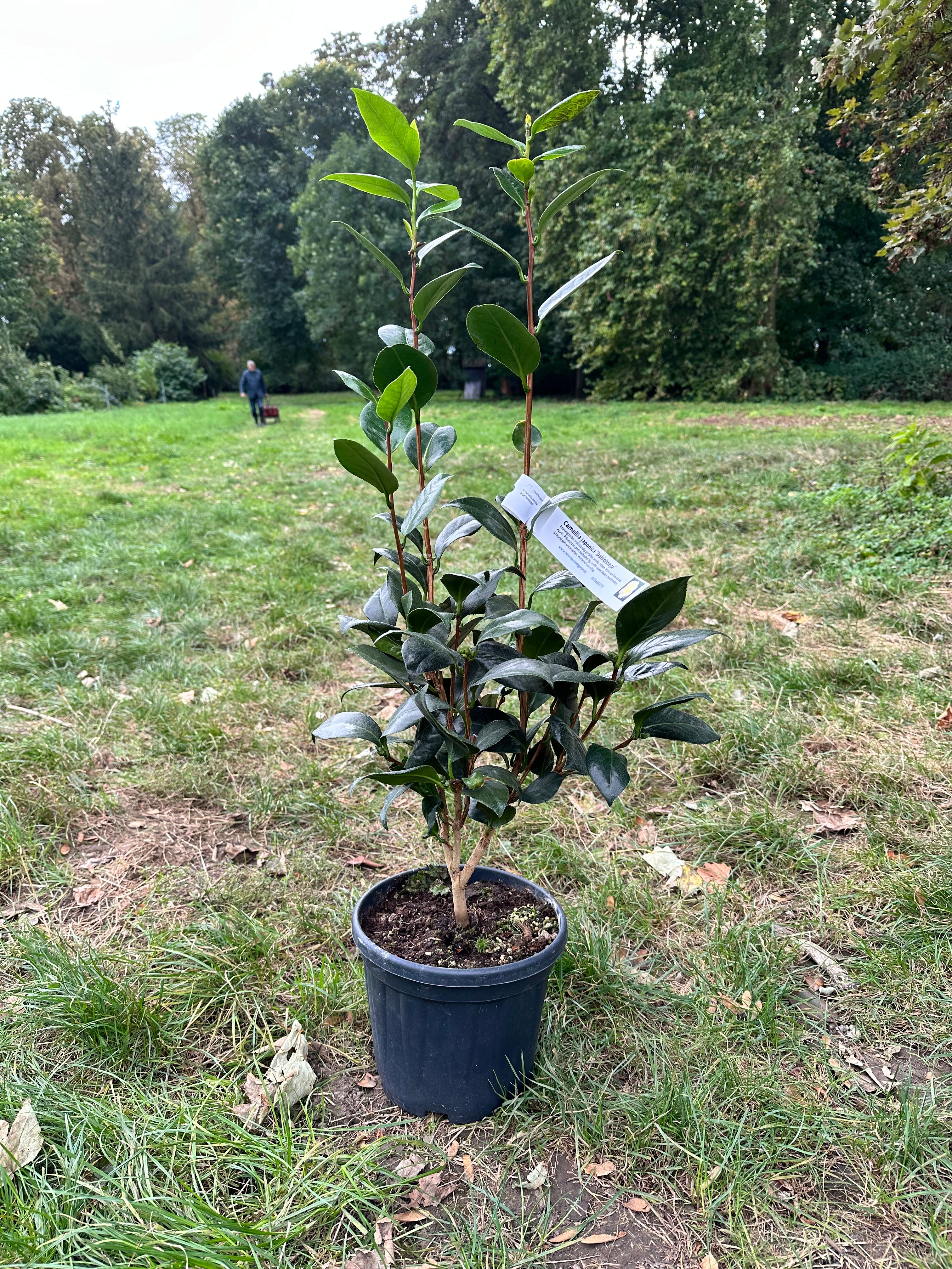 Camellia Dahlohnega