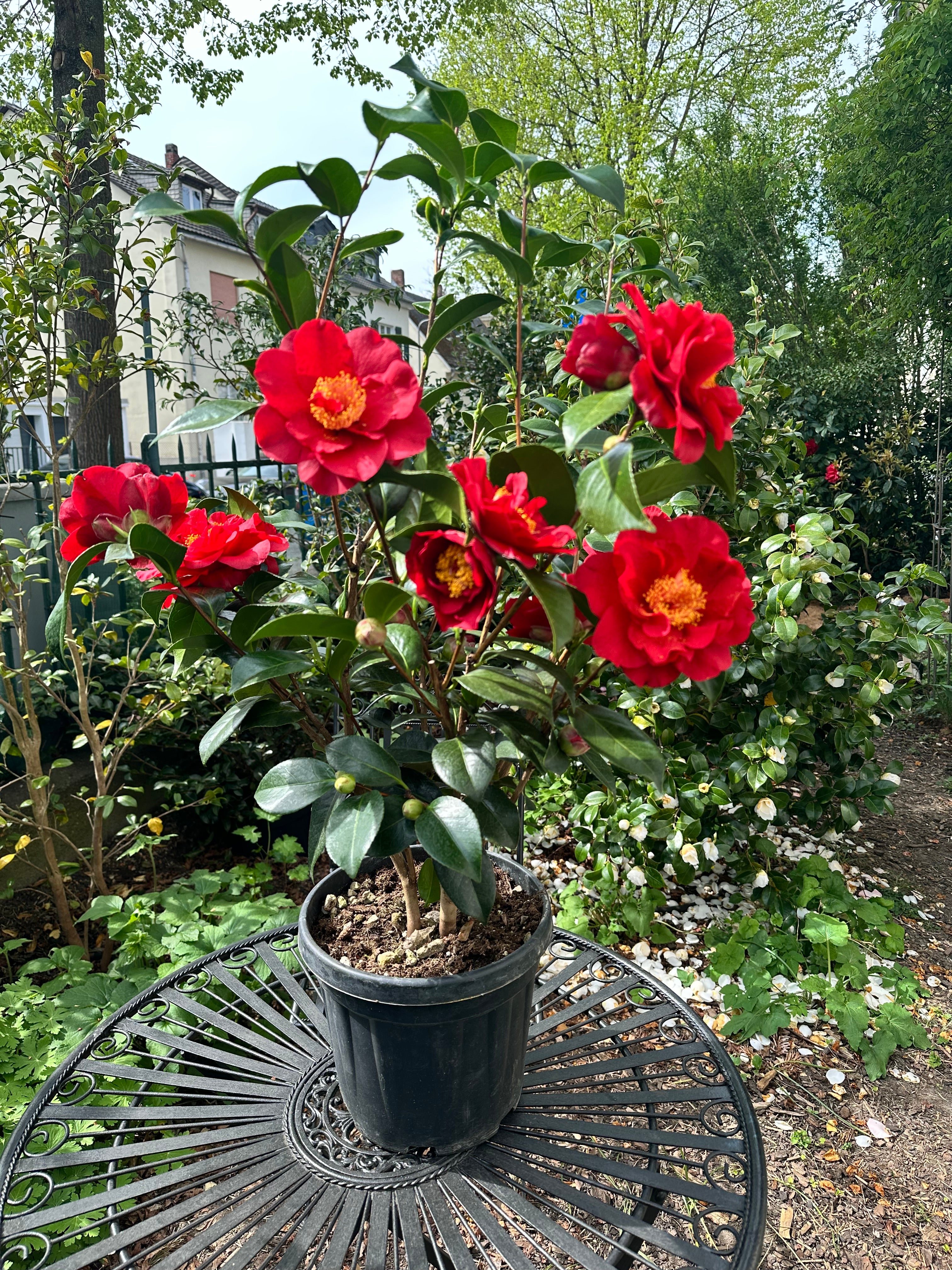 Camellia Bob Hope
