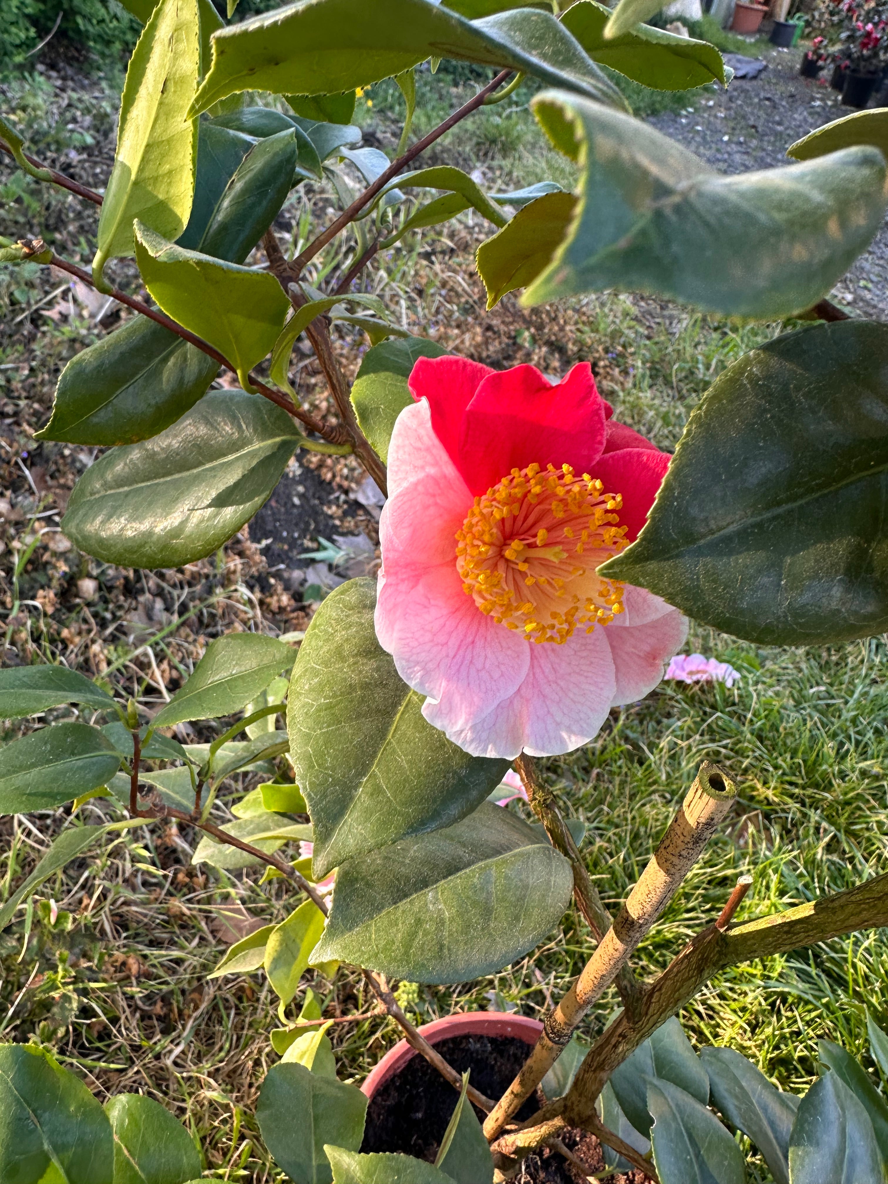Camellia Higo Mikuni-no-homare