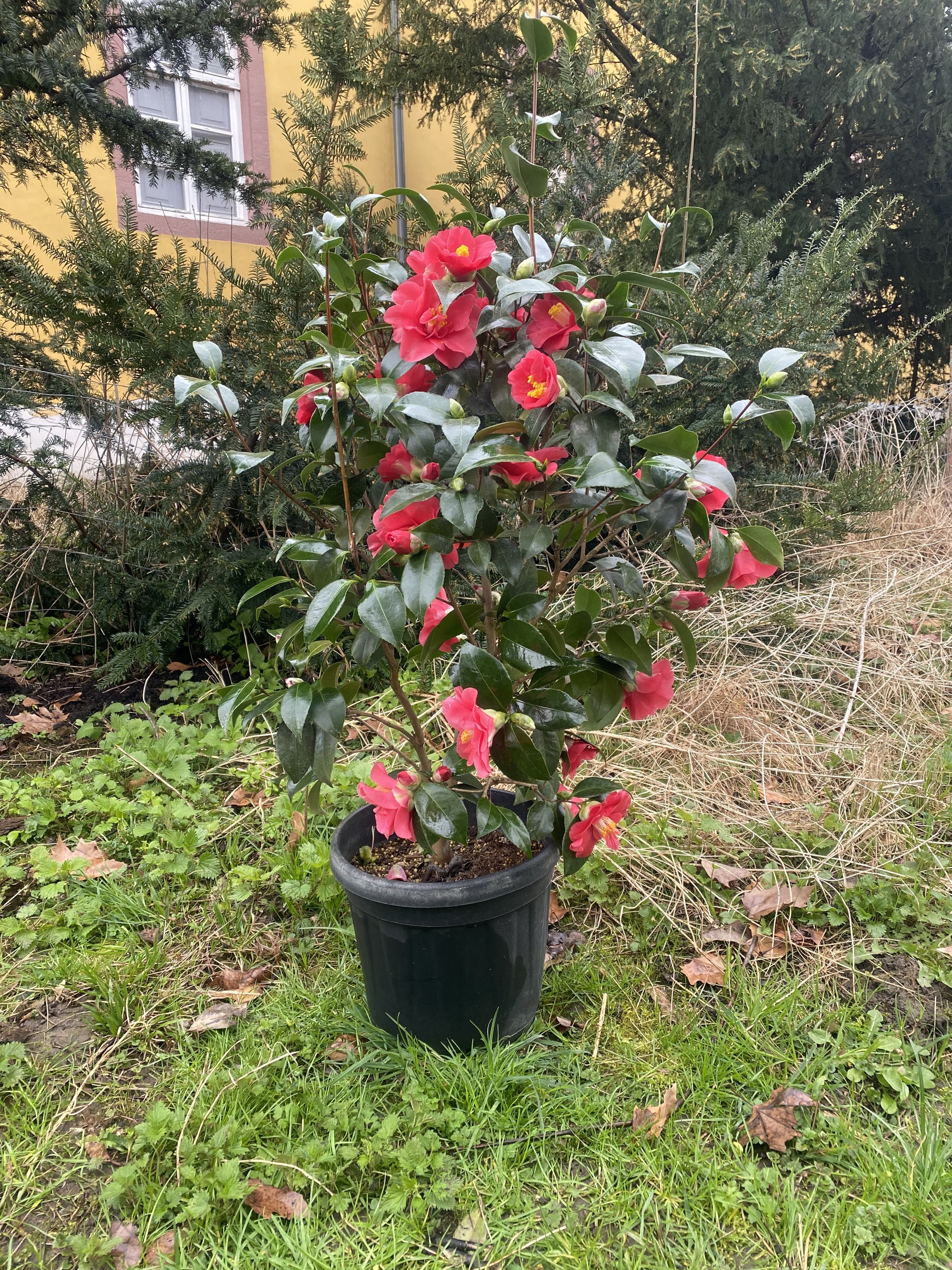Camellia Flame