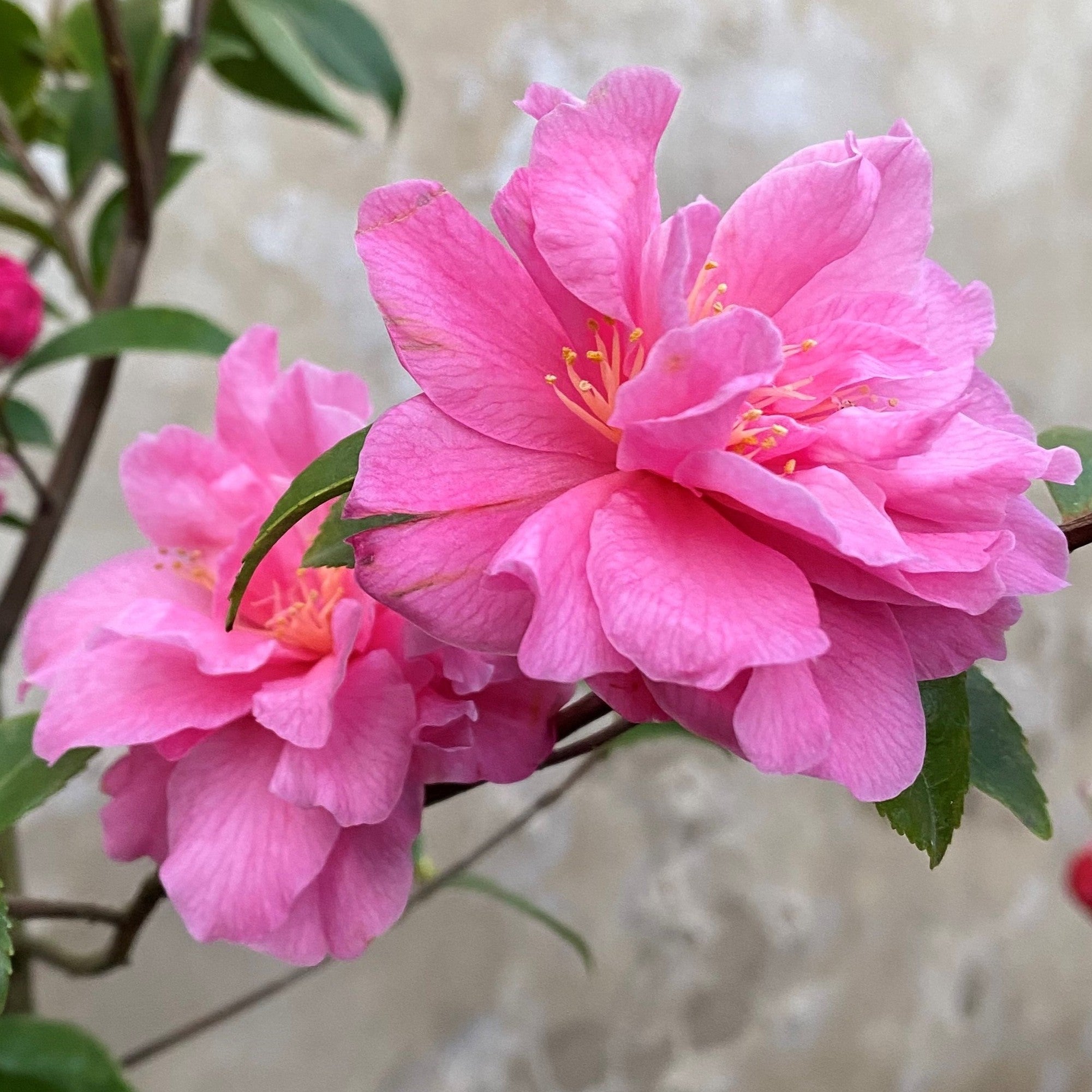 Camellia Fragrant Pink