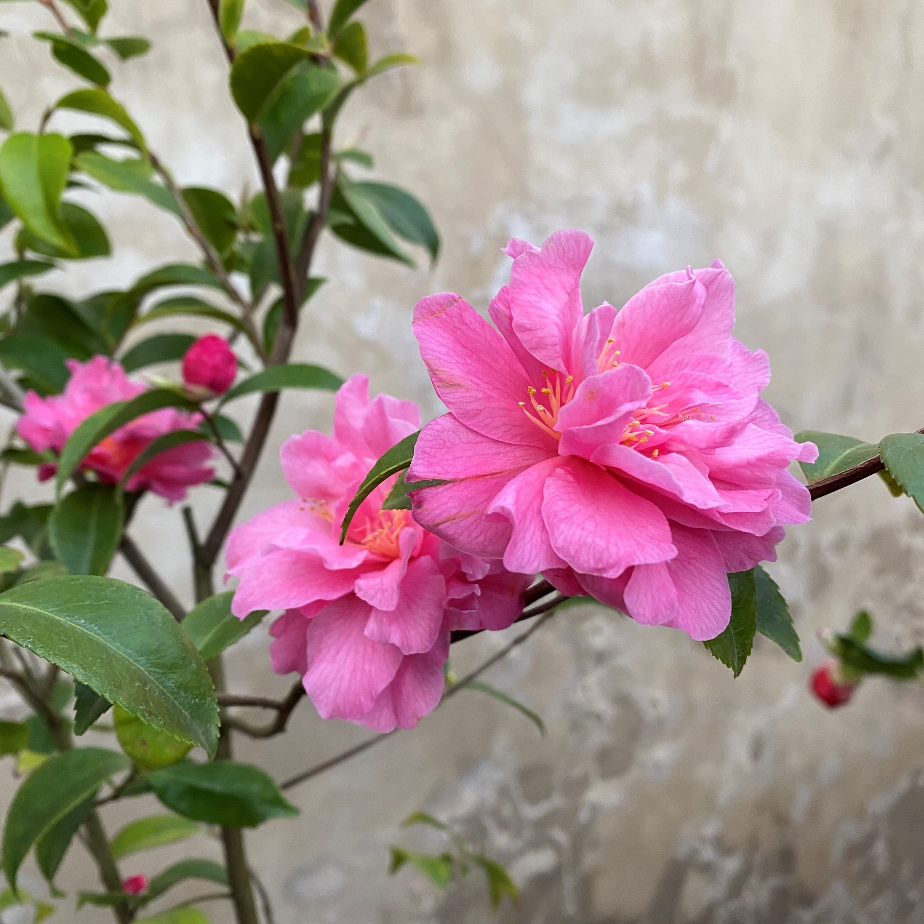 Camellia Fragrant Pink