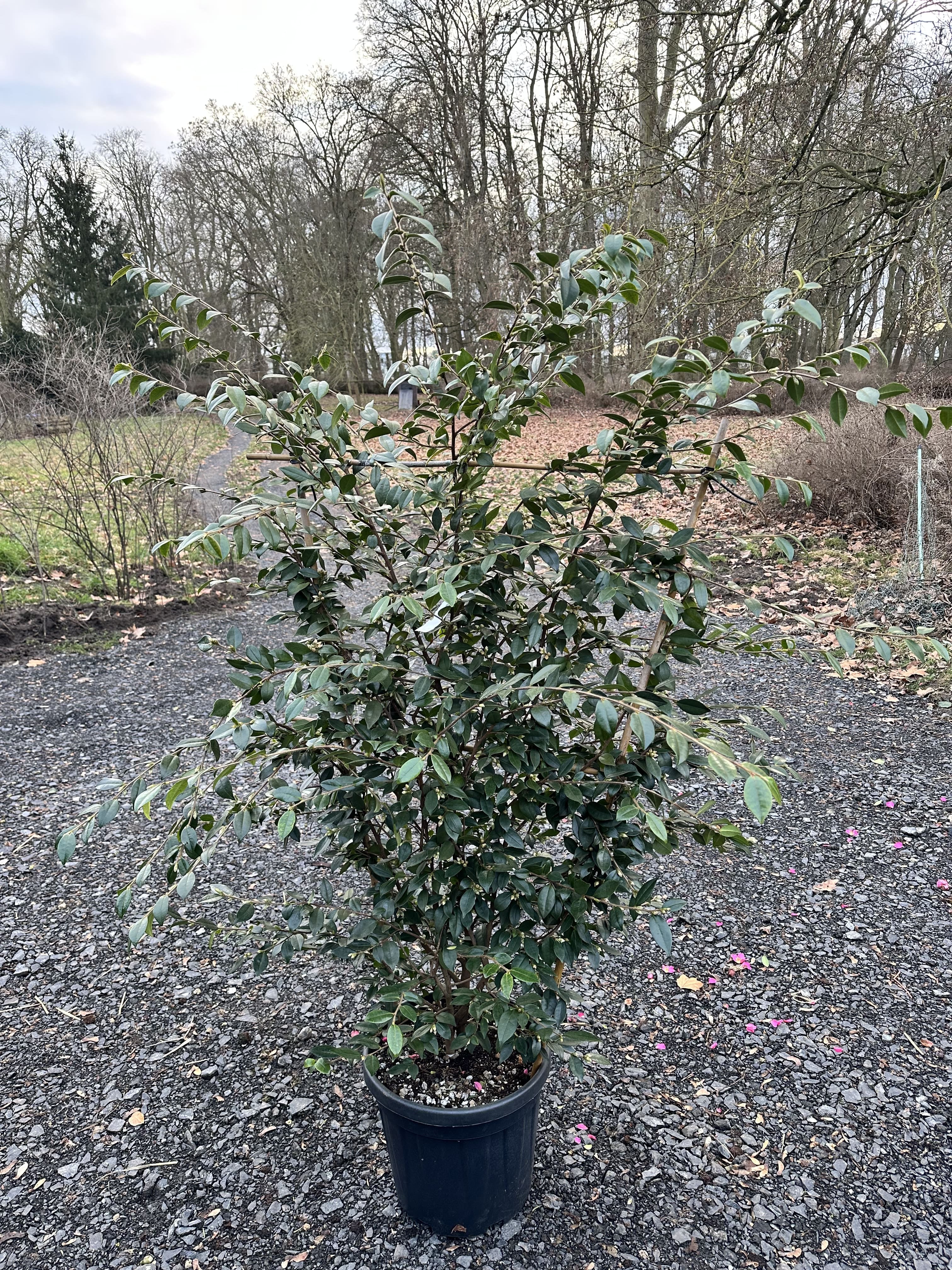 Camellia fraterna Wildform