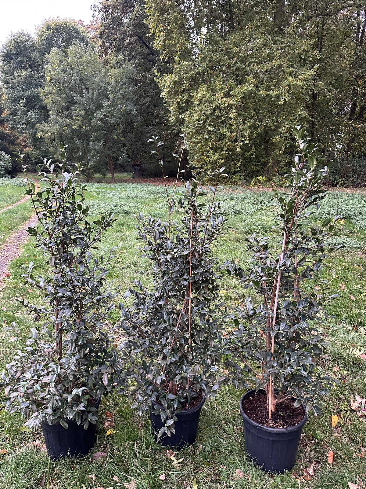 Camellia Ginryû